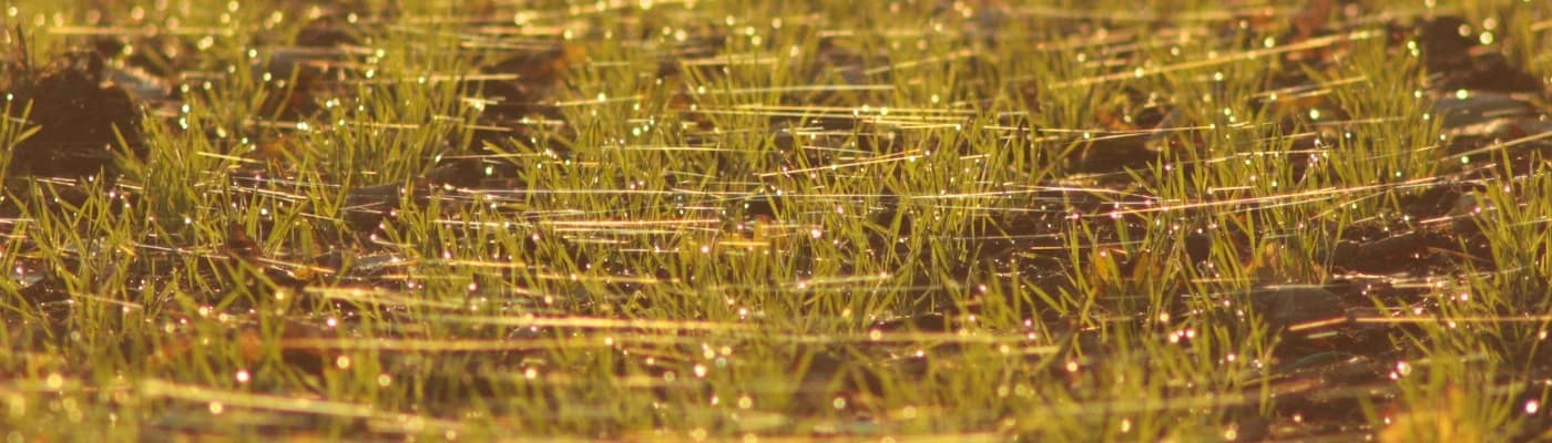Cover photo