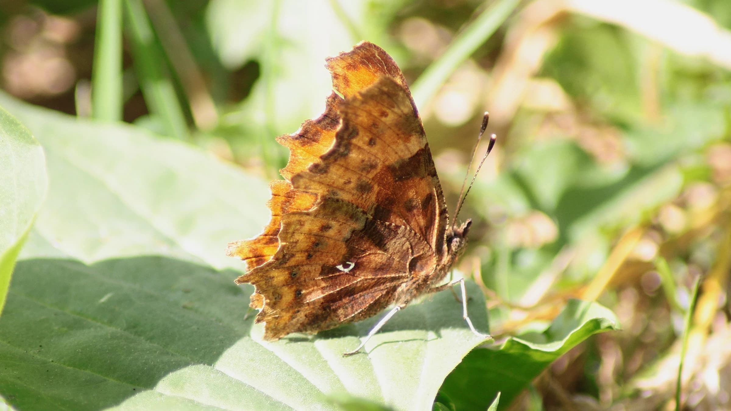 Comma by Lawton Walker