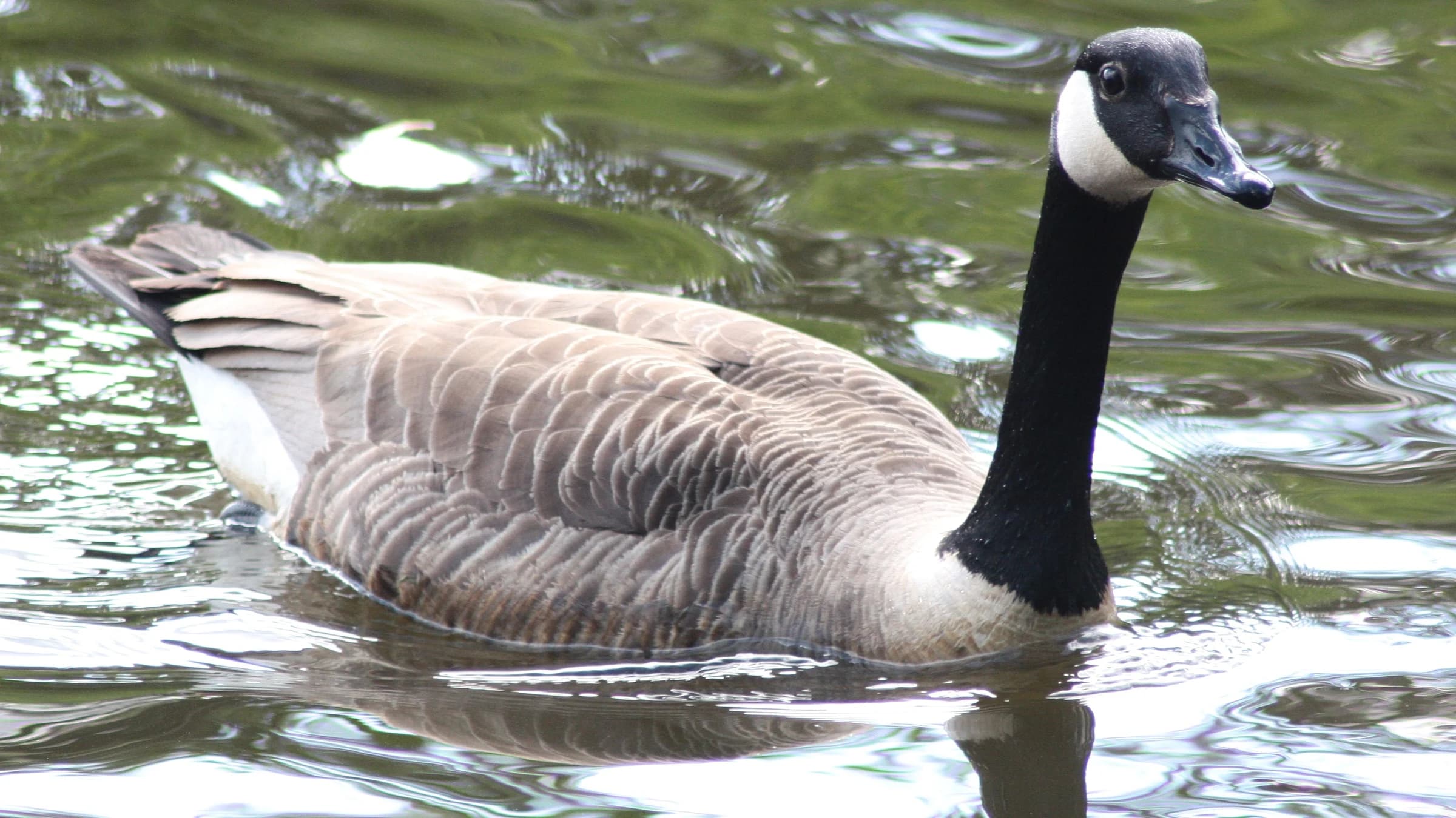 Canada Goose by Lawton Walker