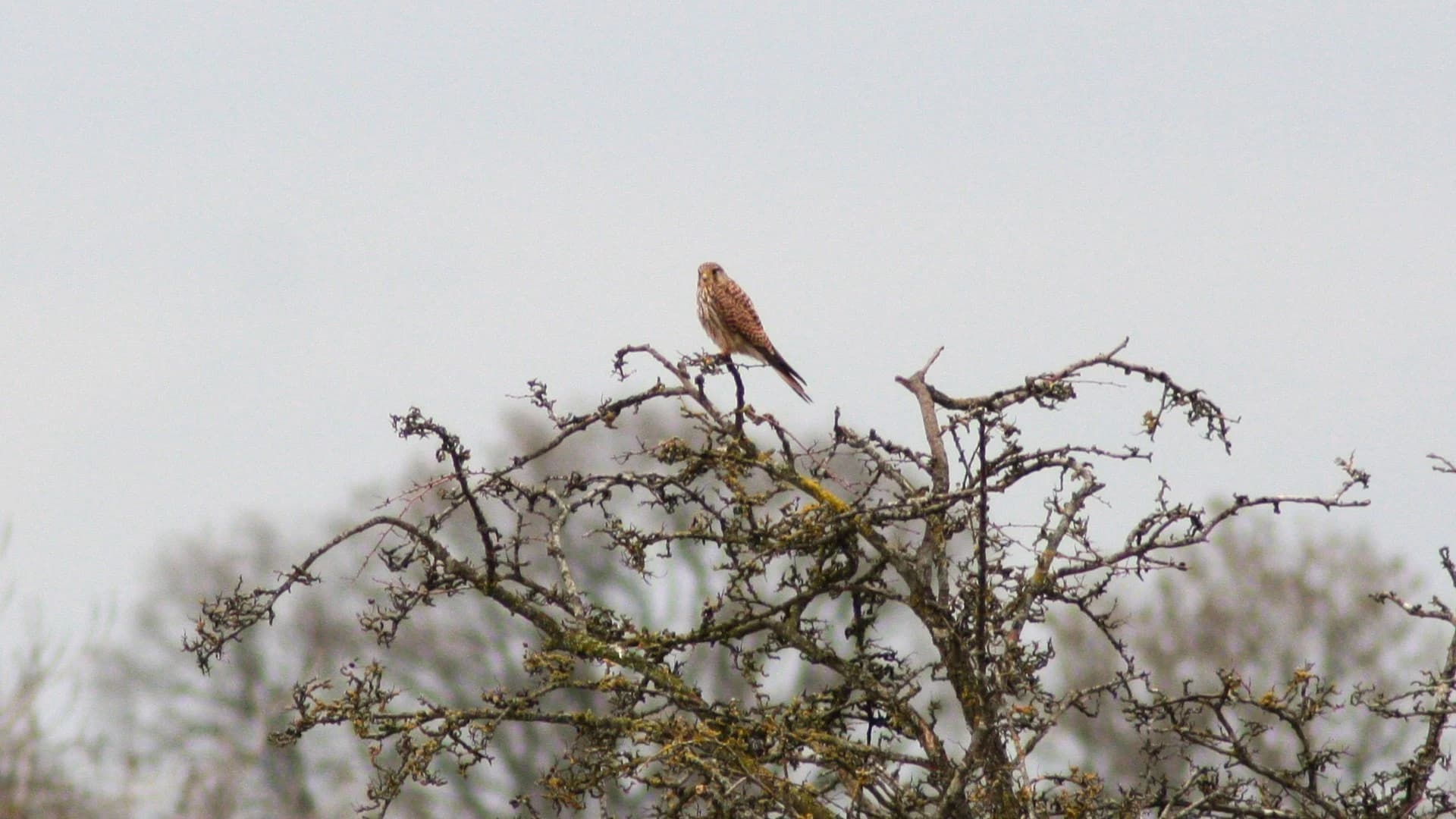 Kestrel by Lawton Walker