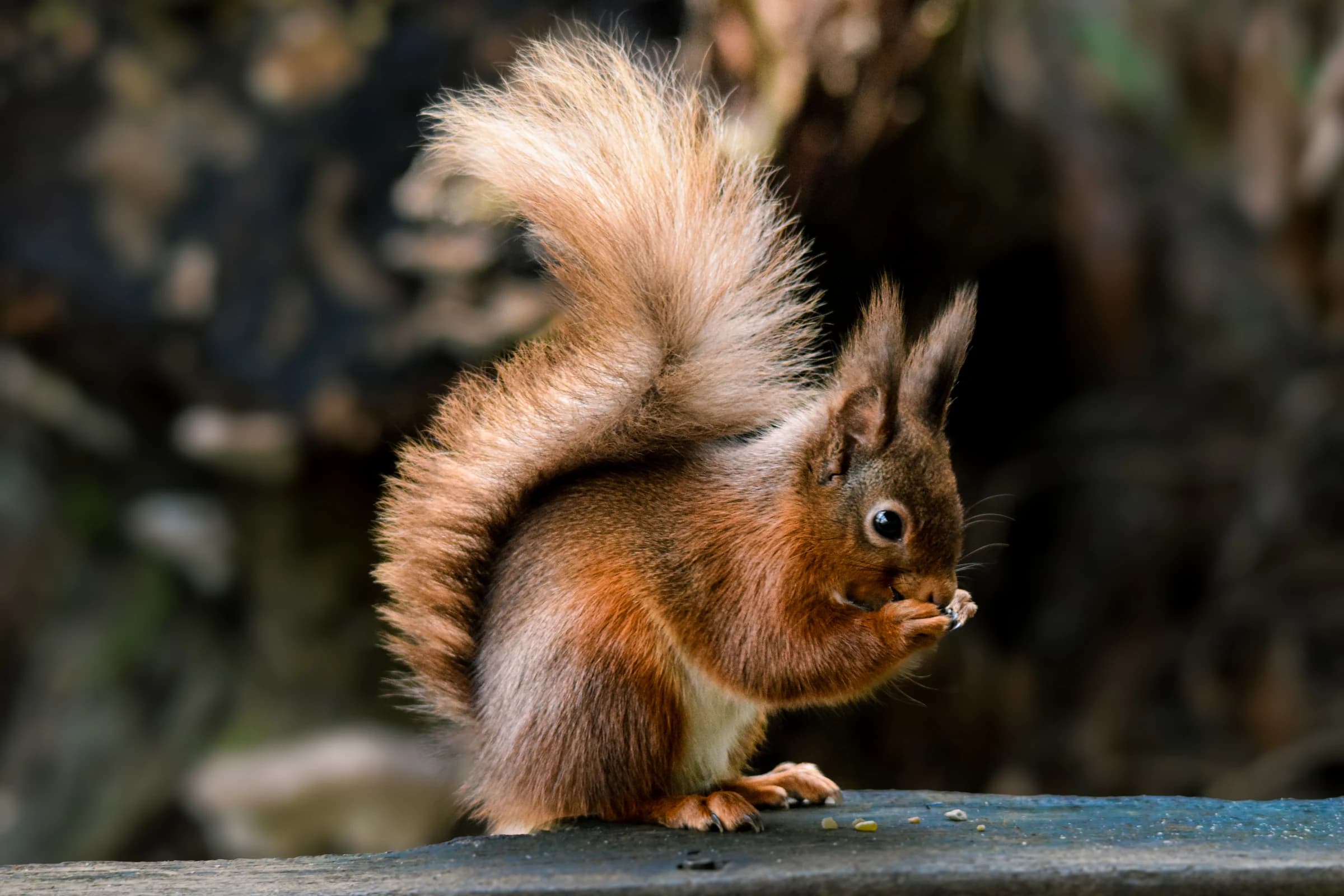 Red Squirrel by Chloe Woodhouse