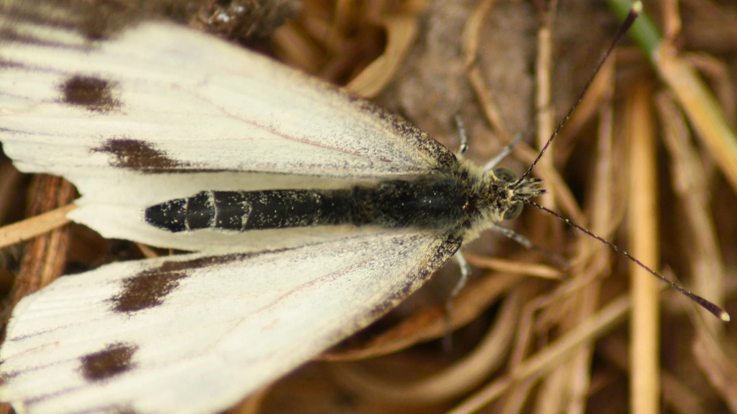 Large White by Lawton Walker