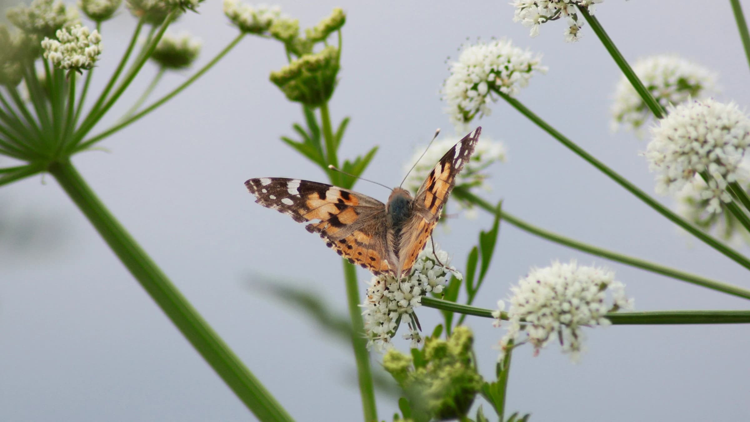 Painted Lady by Lawton Walker