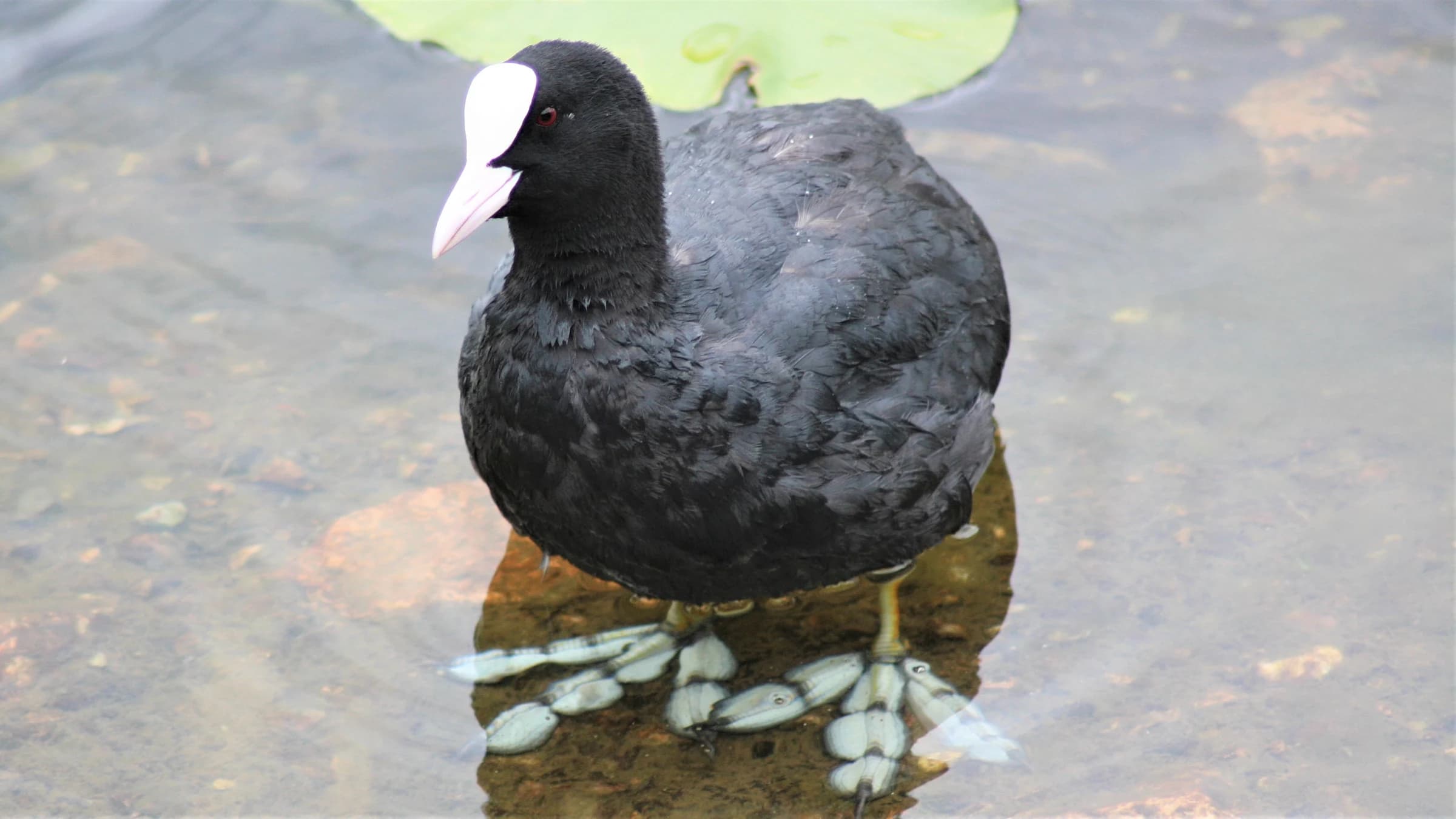Coot by Lawton Walker