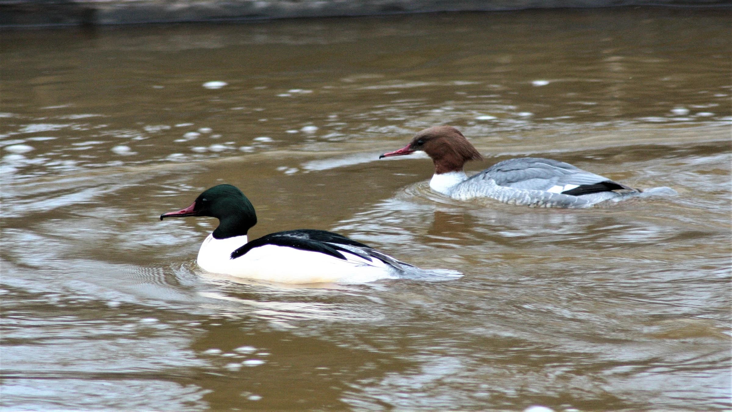 Goosander by Lawton Walker