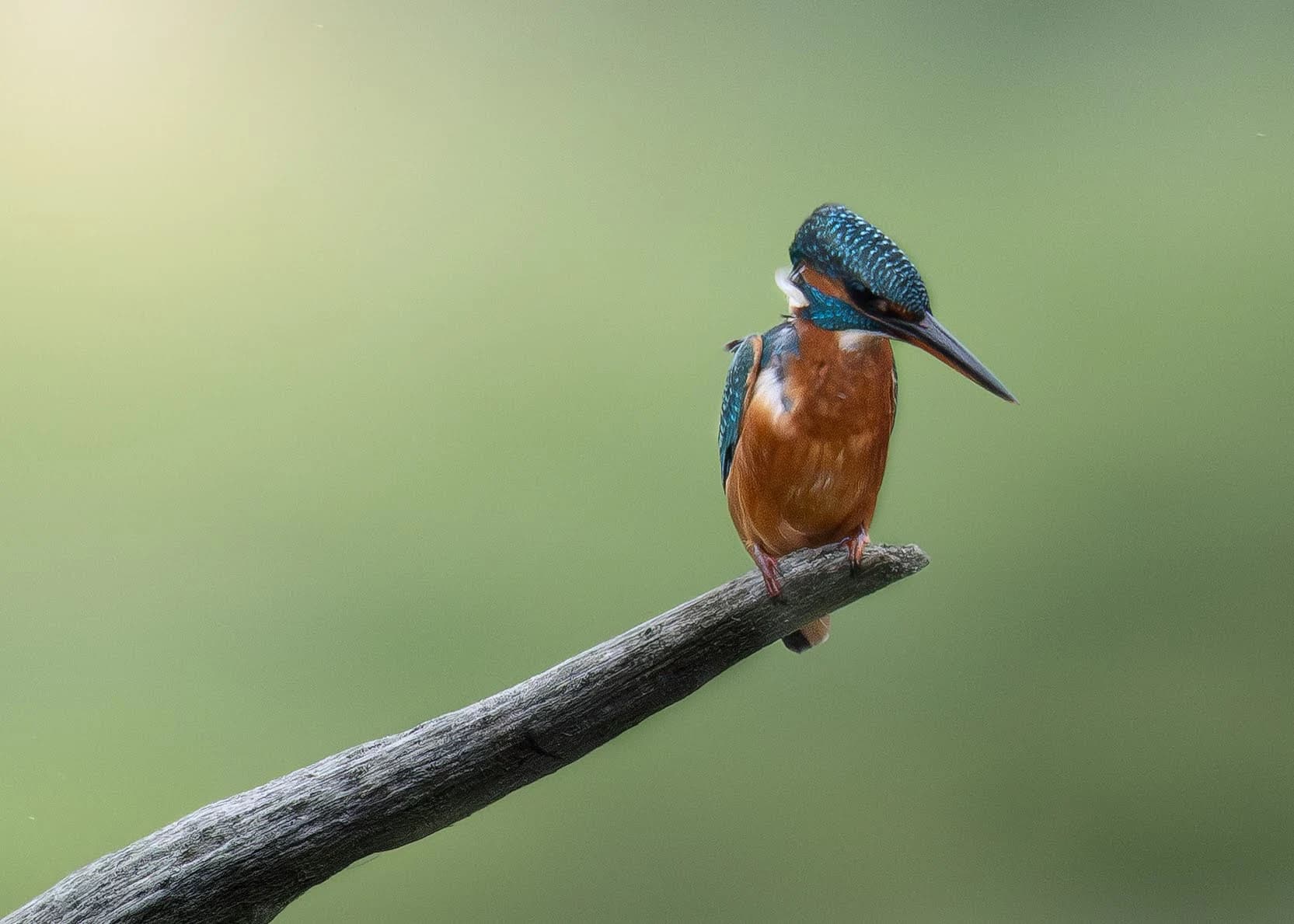 Kingfisher by Chloe Woodhouse