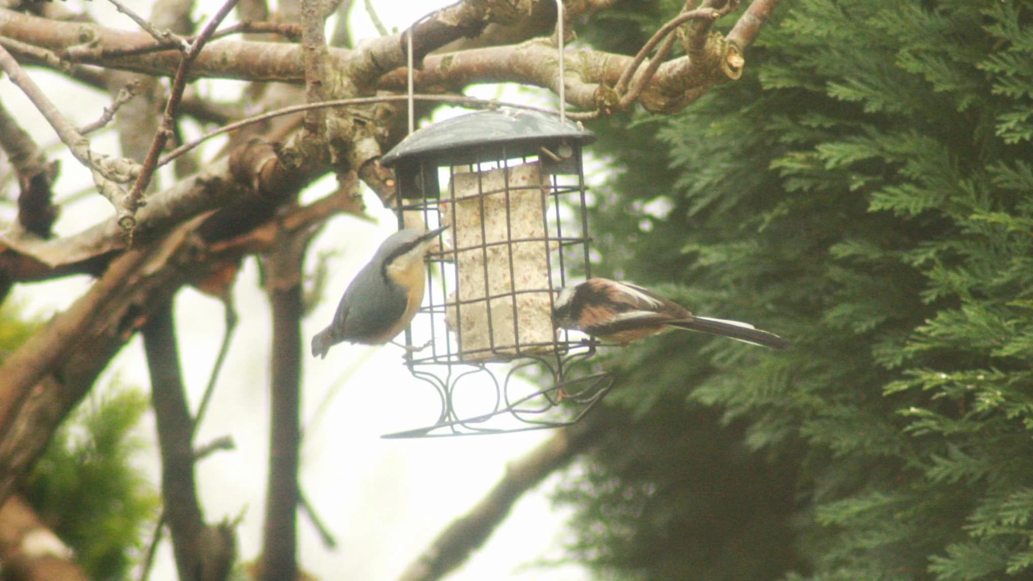 Nuthatch by Lawton Walker