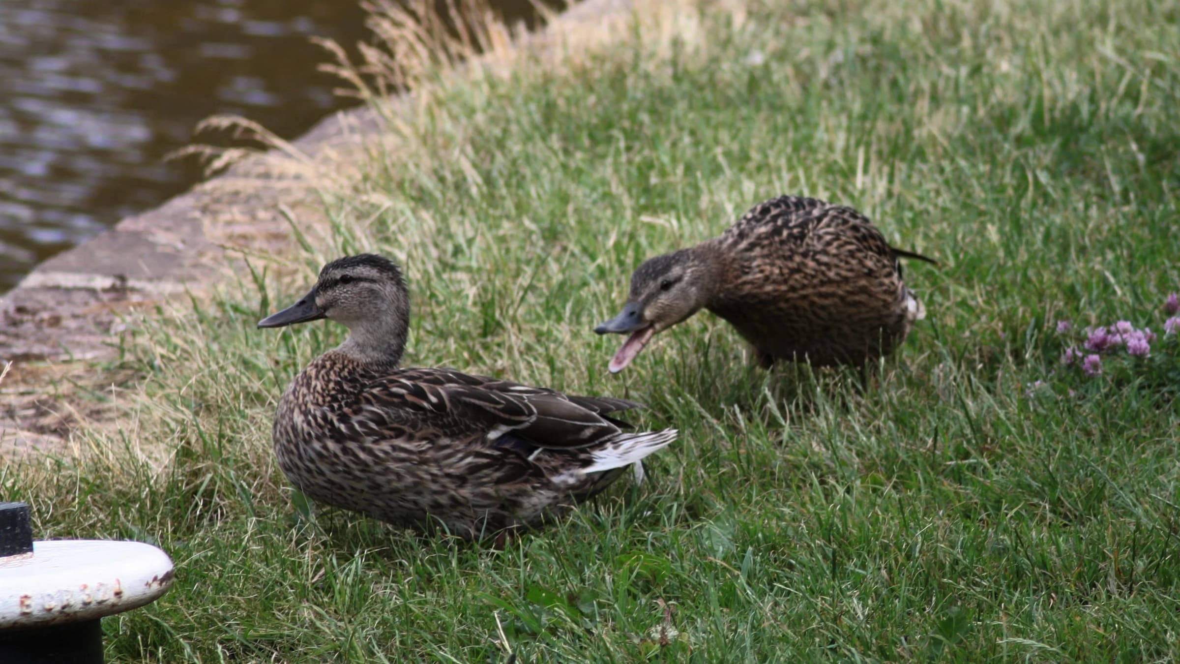 Mallard by Lawton Walker