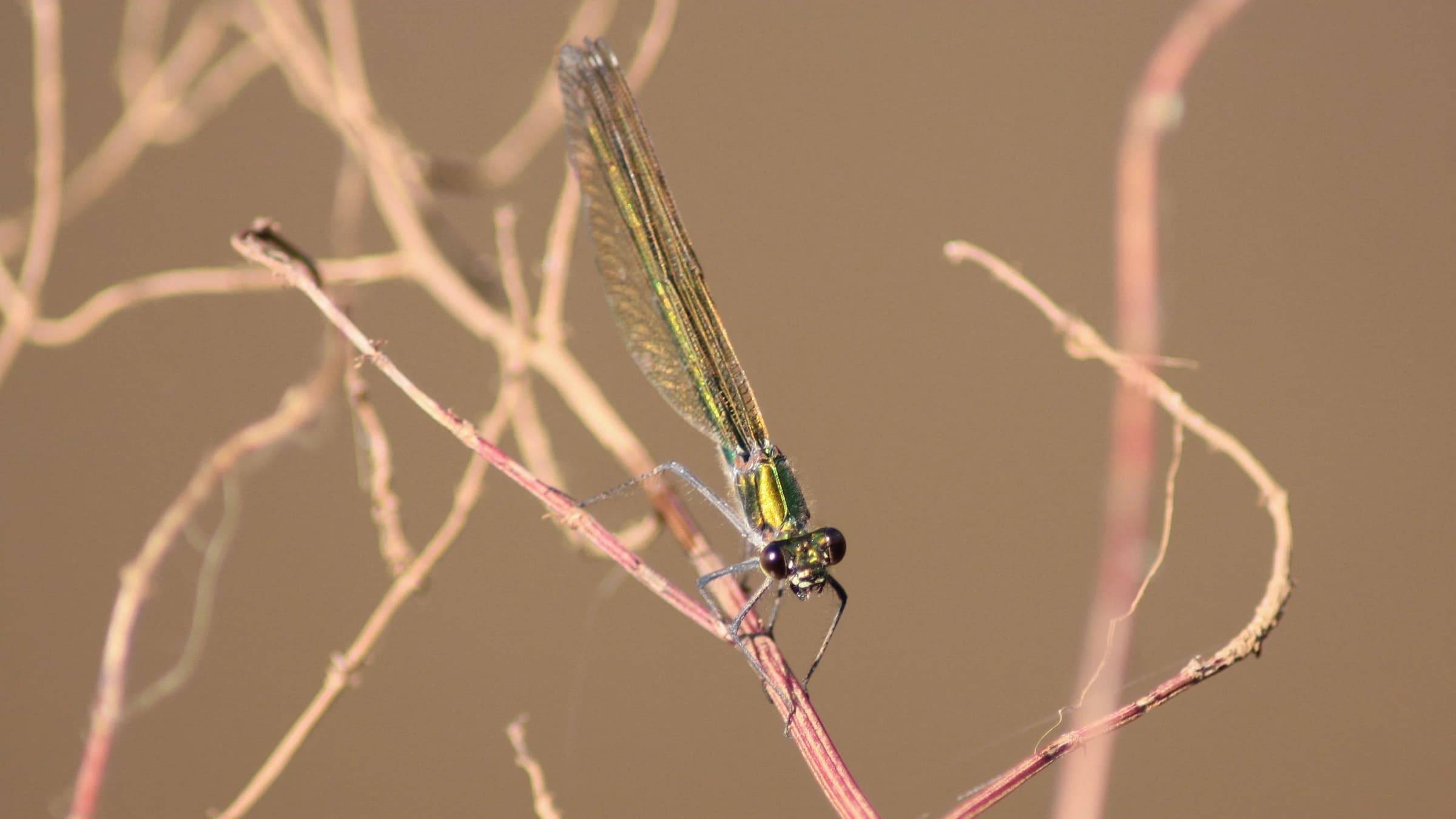 Banded Demoiselle by Lawton Walker