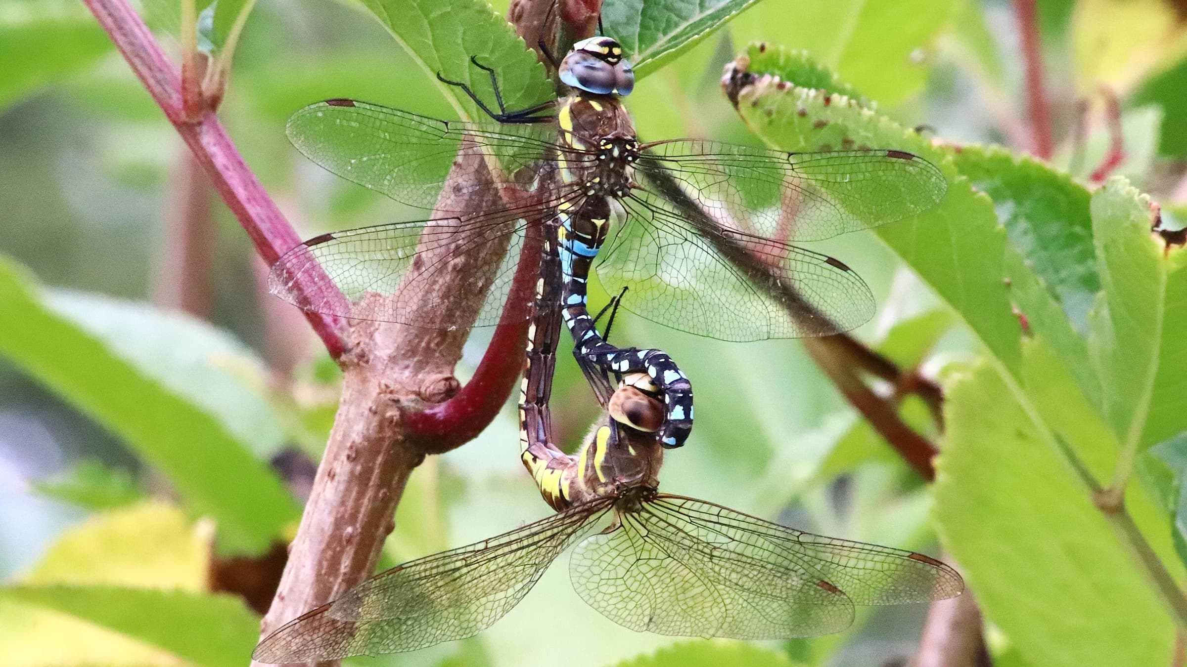 Migrant Hawker by Lawton Walker