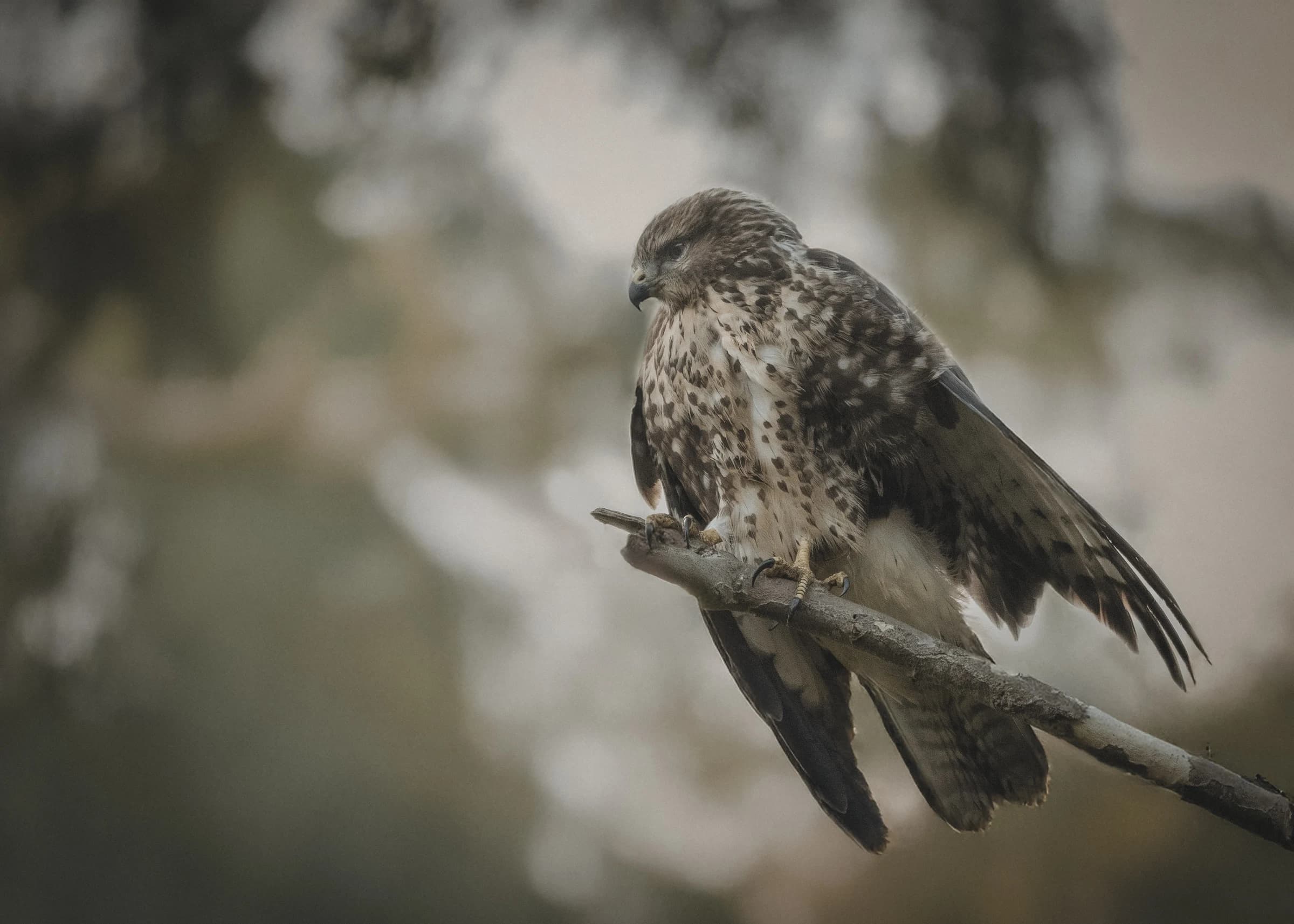 Common Buzzard by Chloe Woodhouse