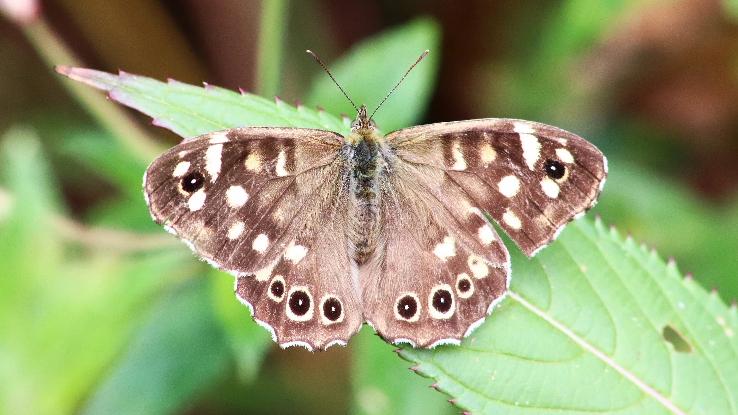 Speckled Wood by Lawton Walker