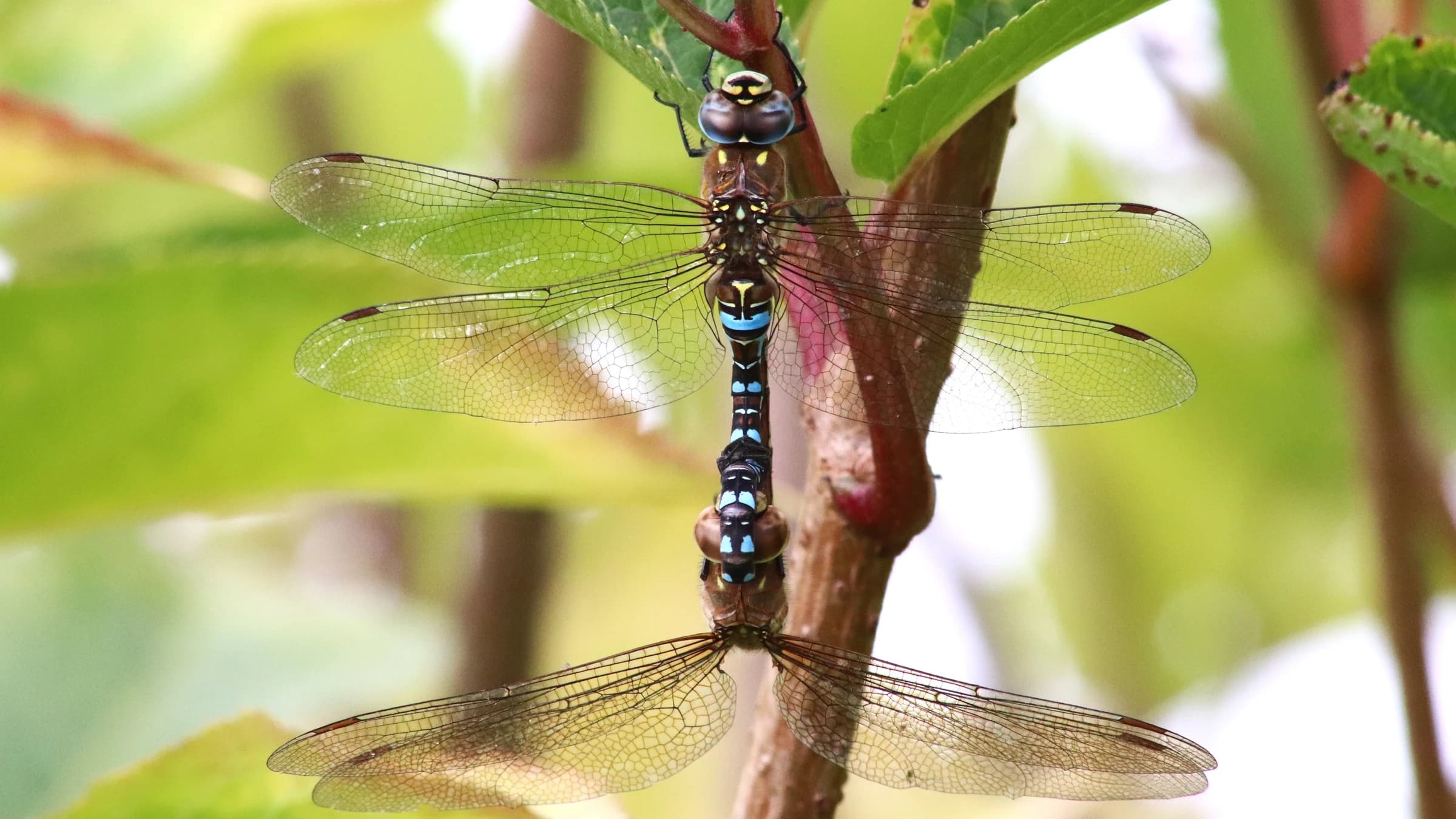 Migrant Hawker by Lawton Walker