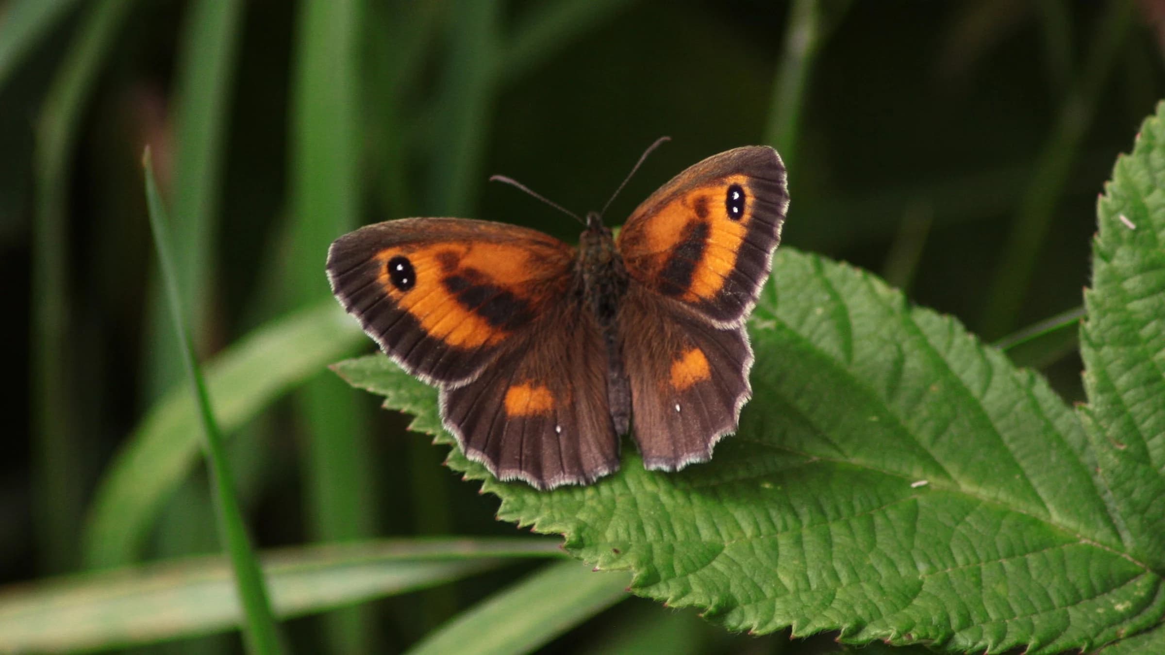 Gatekeeper by Lawton Walker