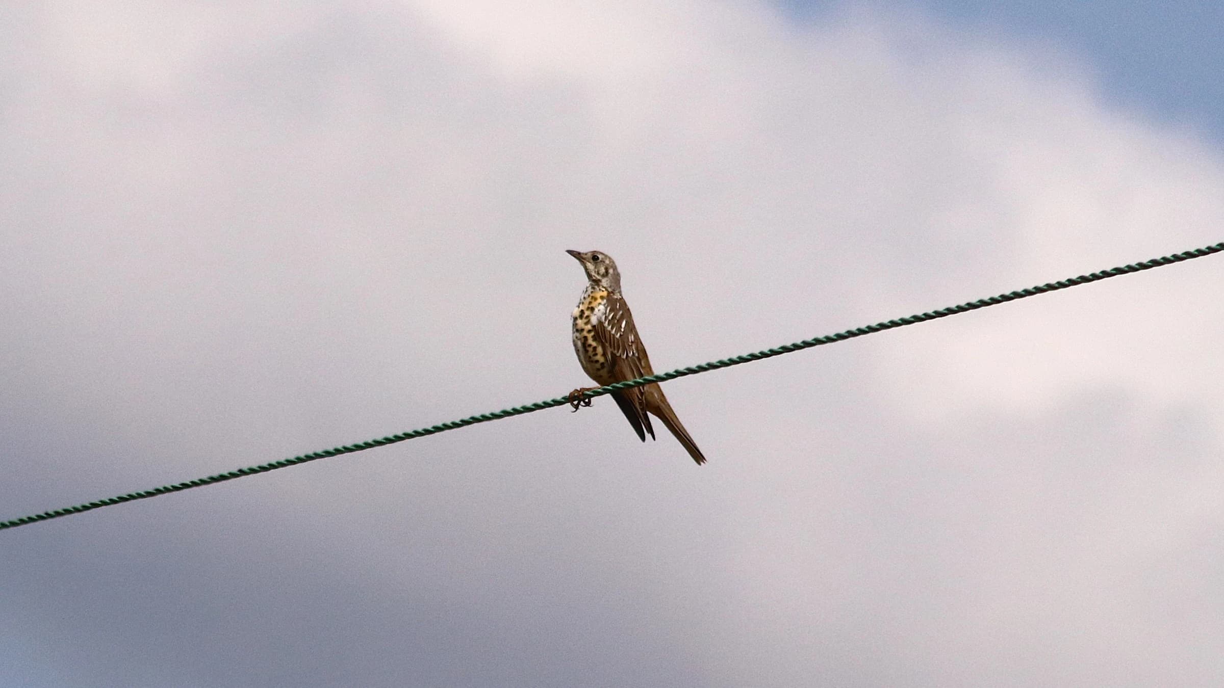 Mistle Thrush by Lawton Walker