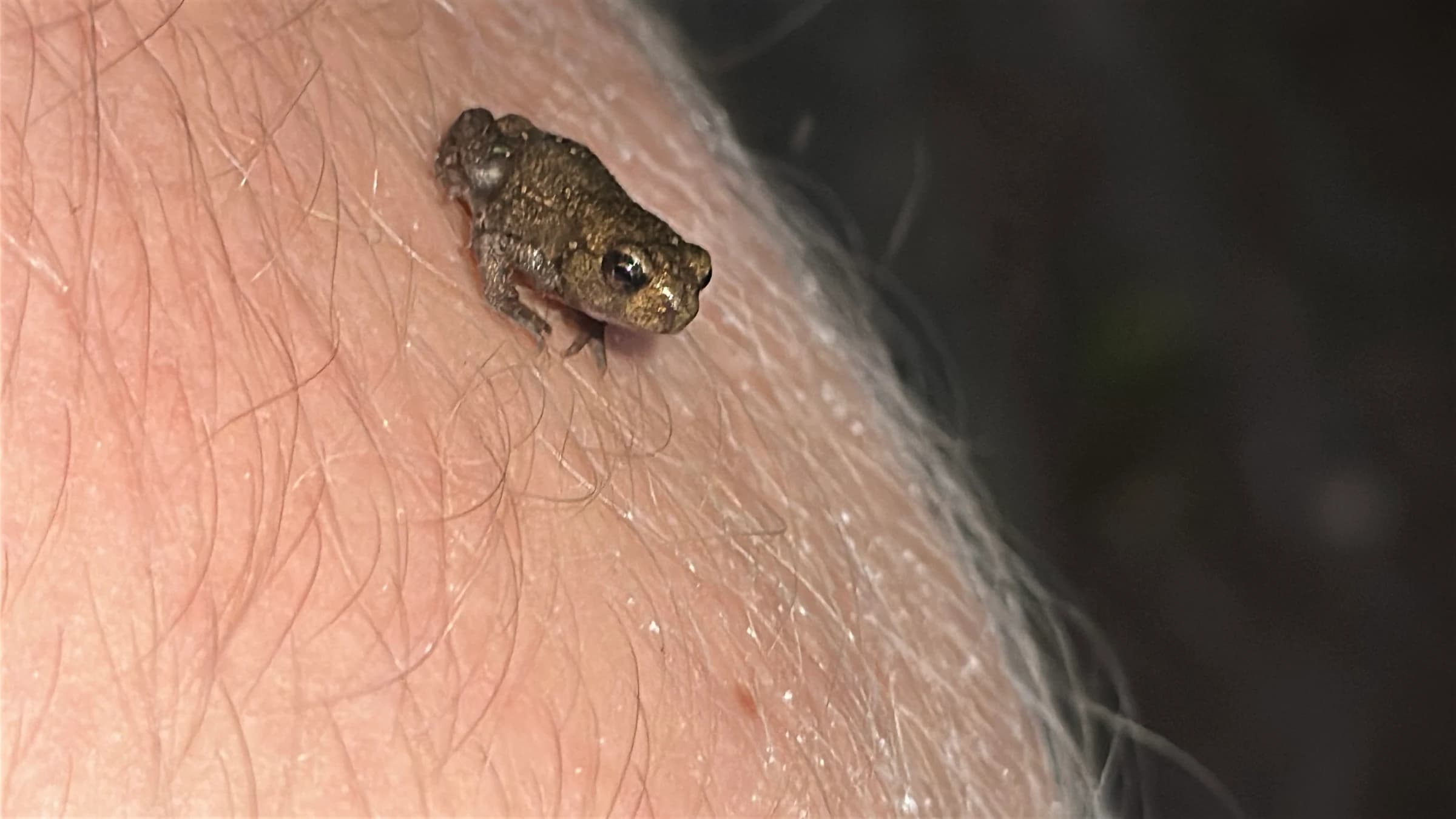 Common Toad by Joe Biz