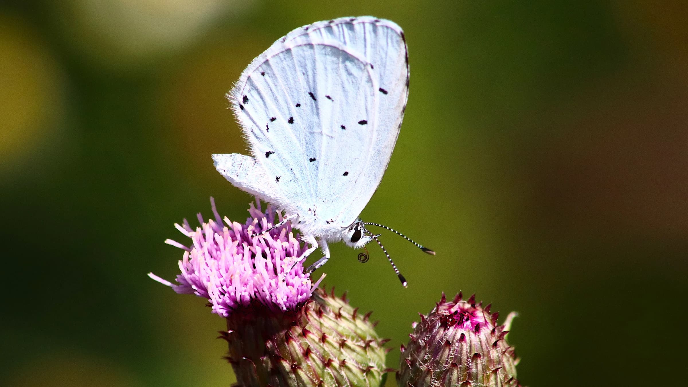 Holly Blue by Lawton Walker