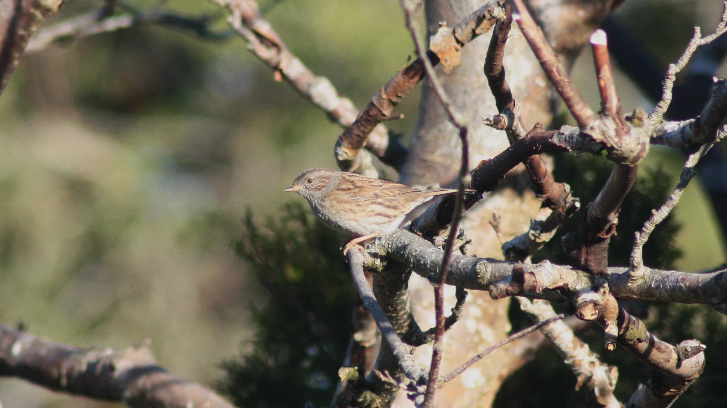 Dunnock by Lawton Walker