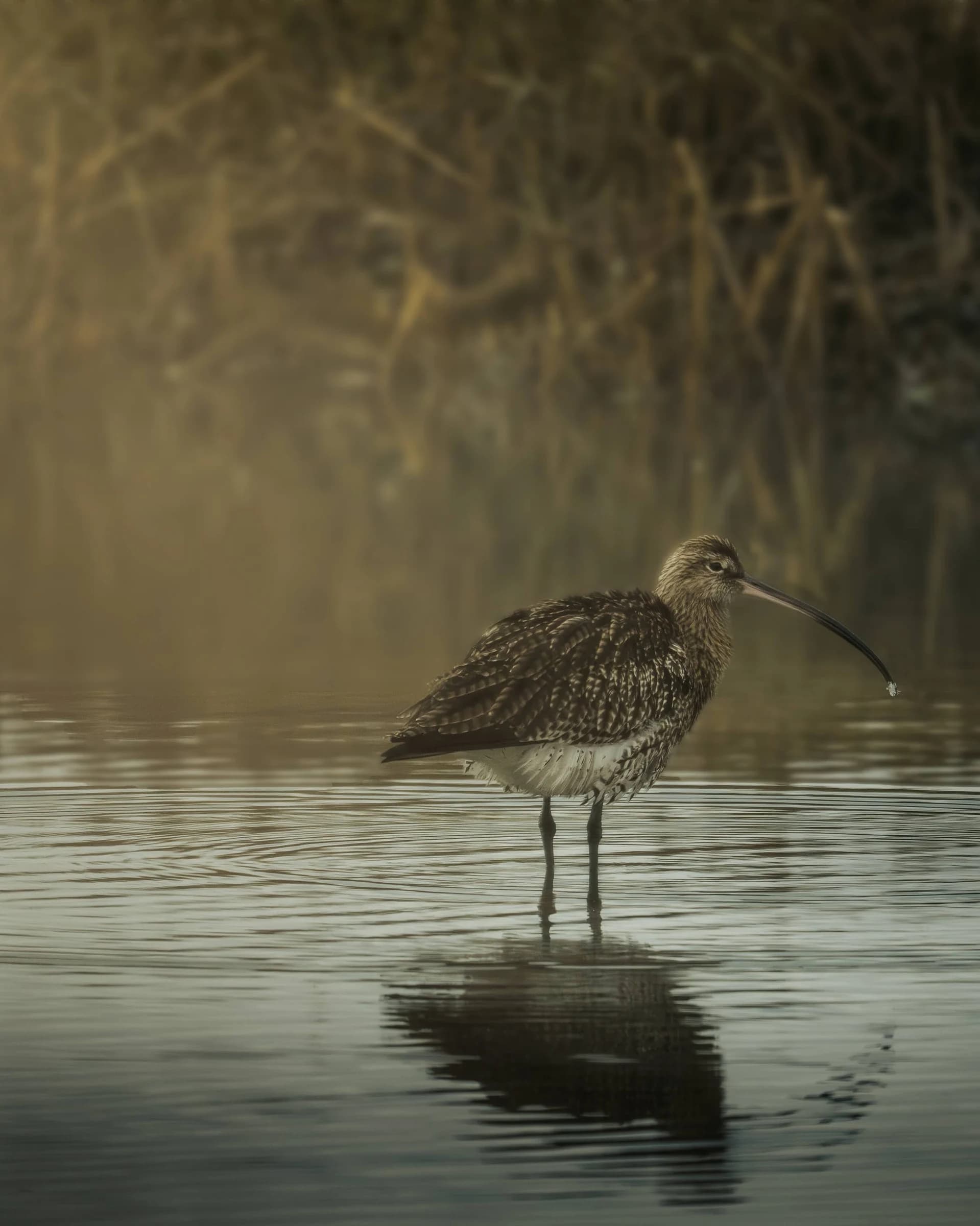 Curlew by Chloe Woodhouse