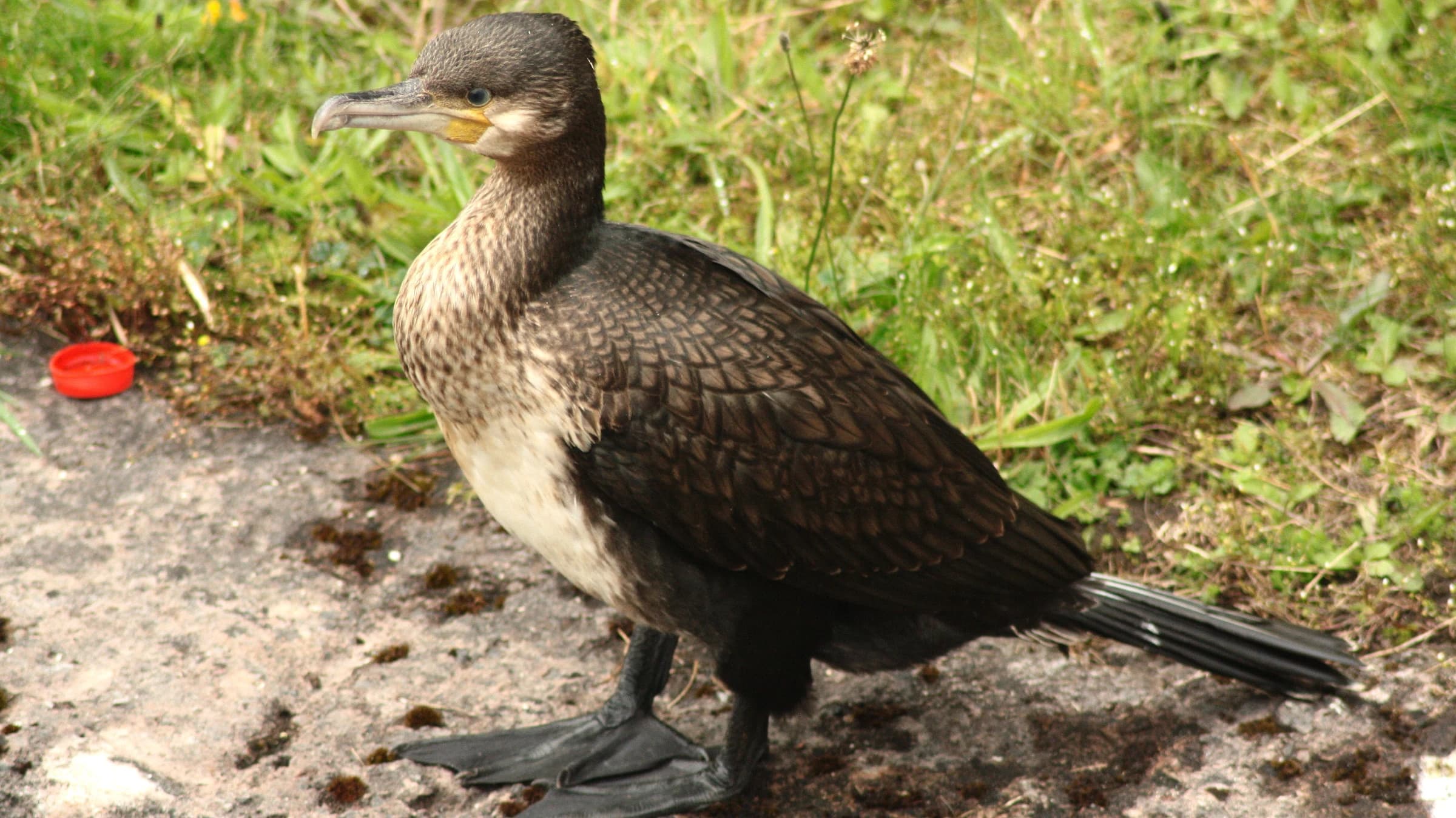 Cormorant by Lawton Walker