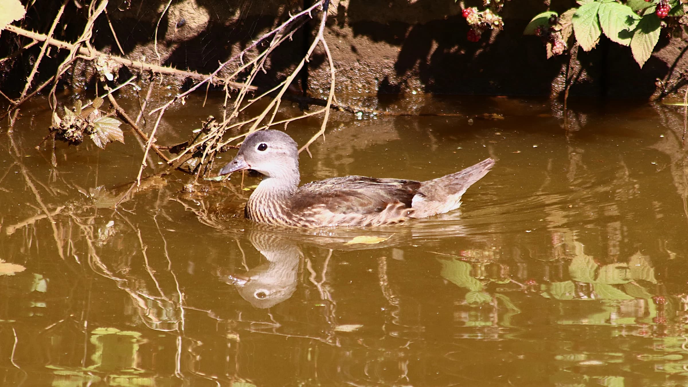 Mandarin Duck by Lawton Walker