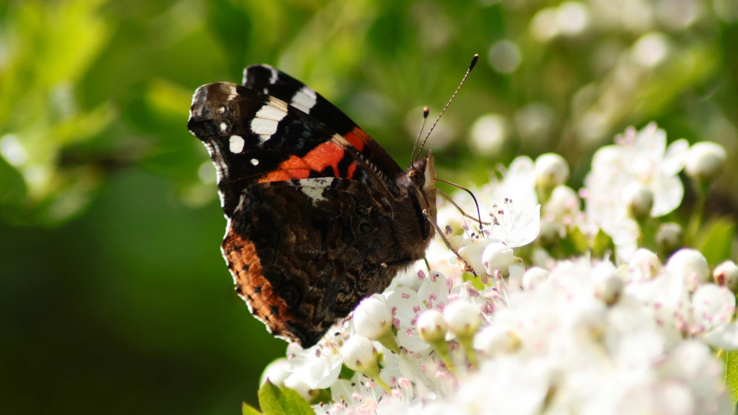 Red Admiral by Lawton Walker
