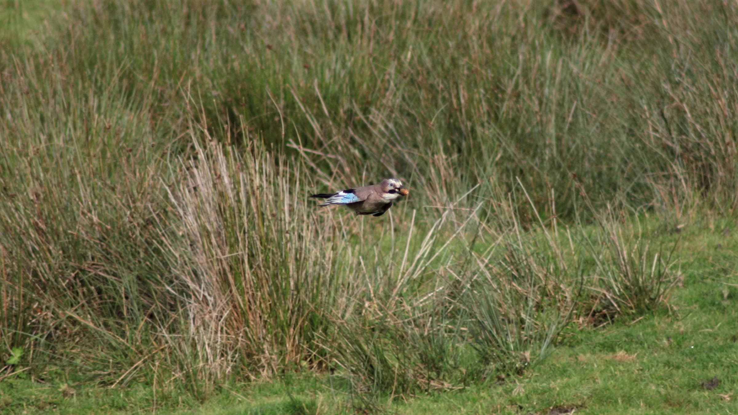 Eurasian Jay by Lawton Walker