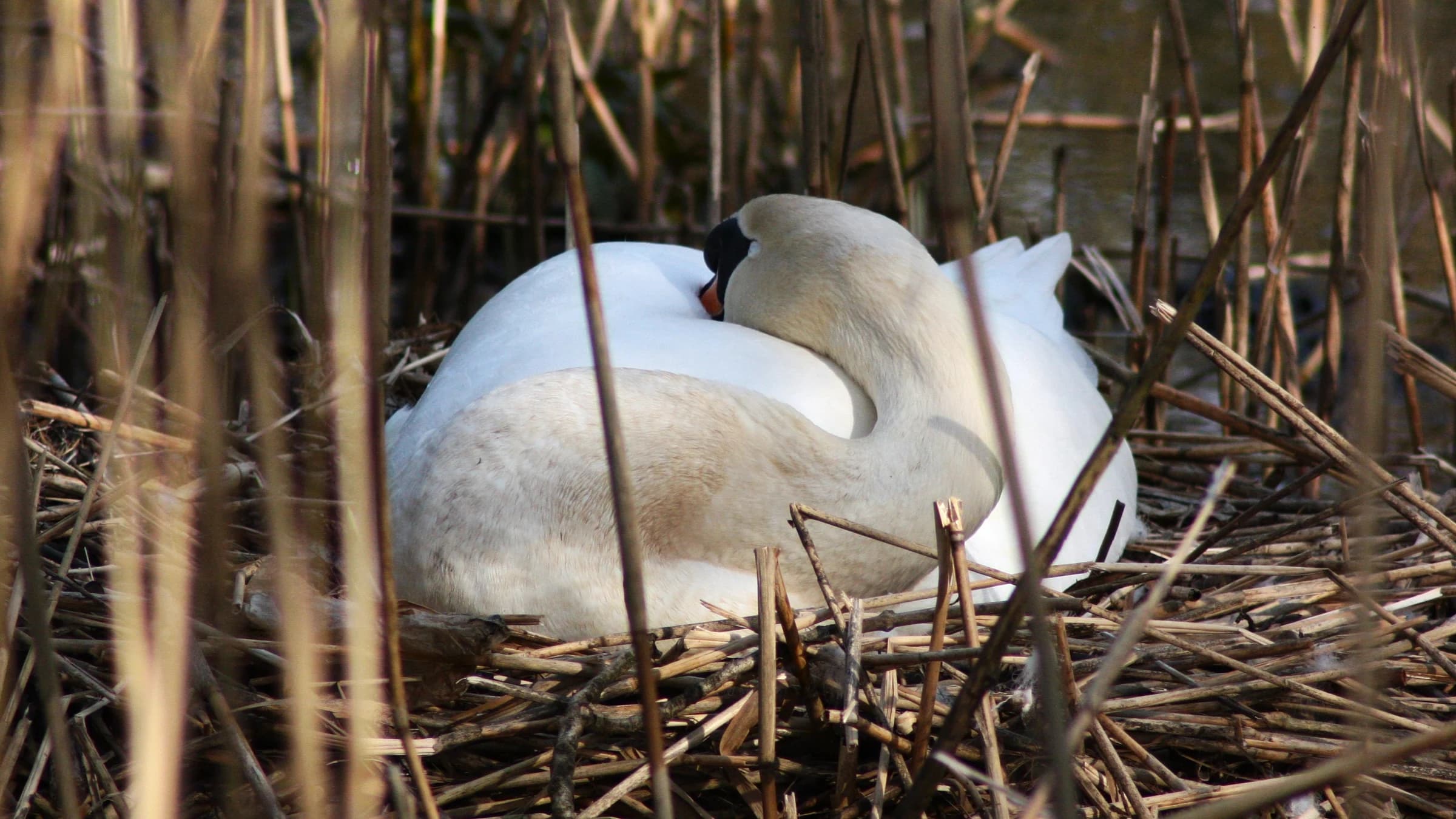 Mute Swan by Lawton Walker