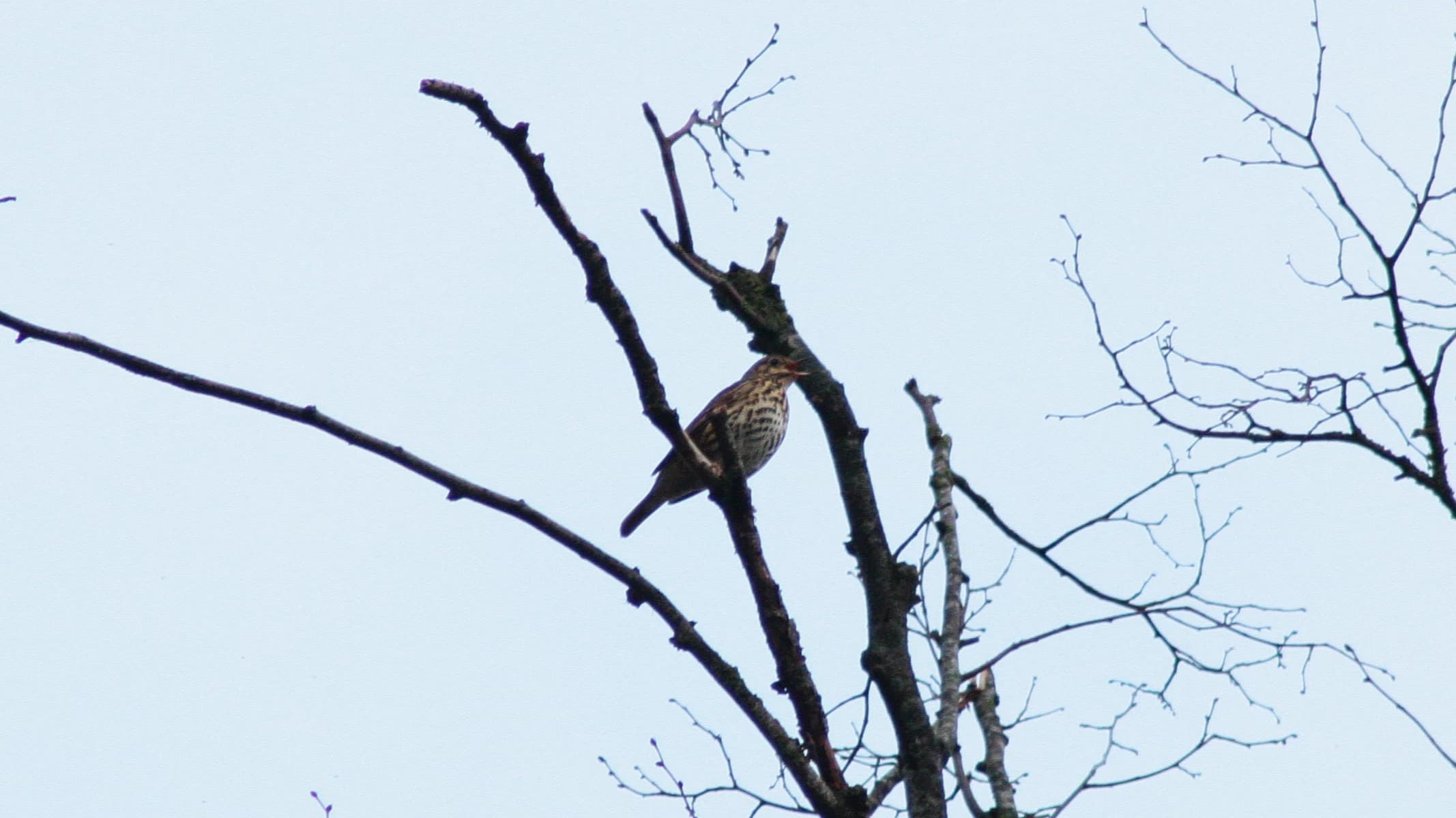 Song Thrush by Lawton Walker