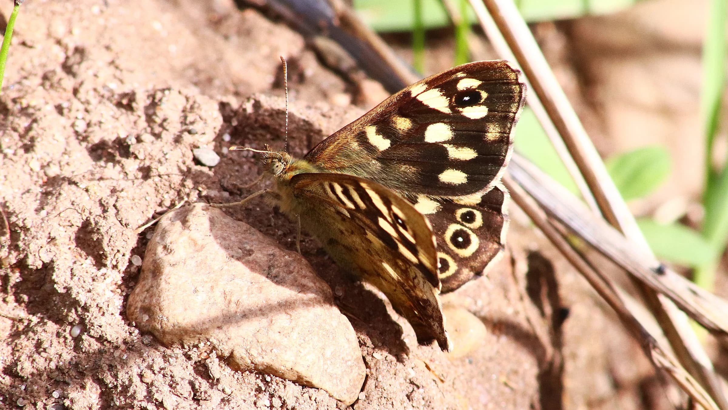 Speckled Wood by Lawton Walker