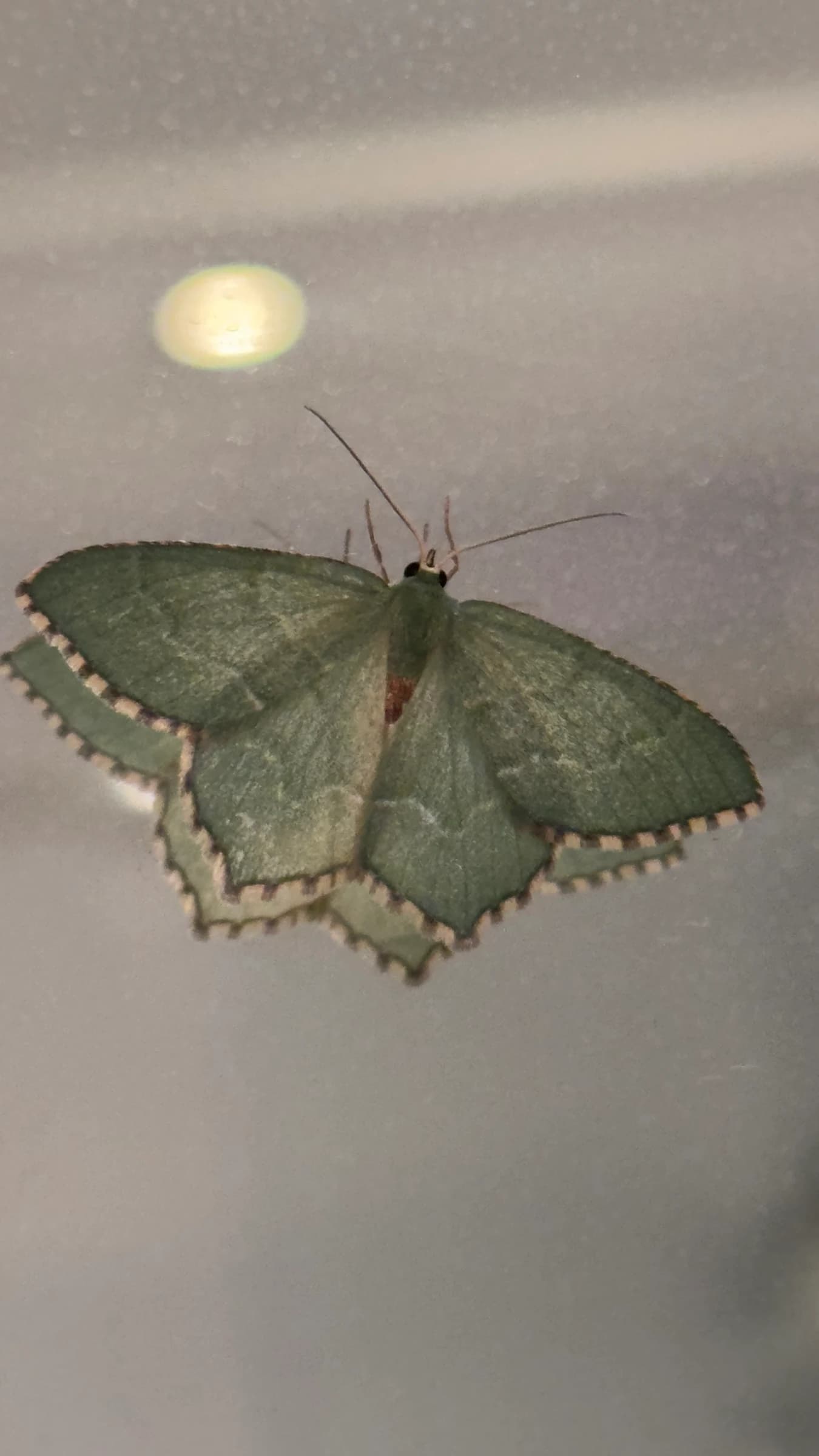 Large Emerald by Joe Biz