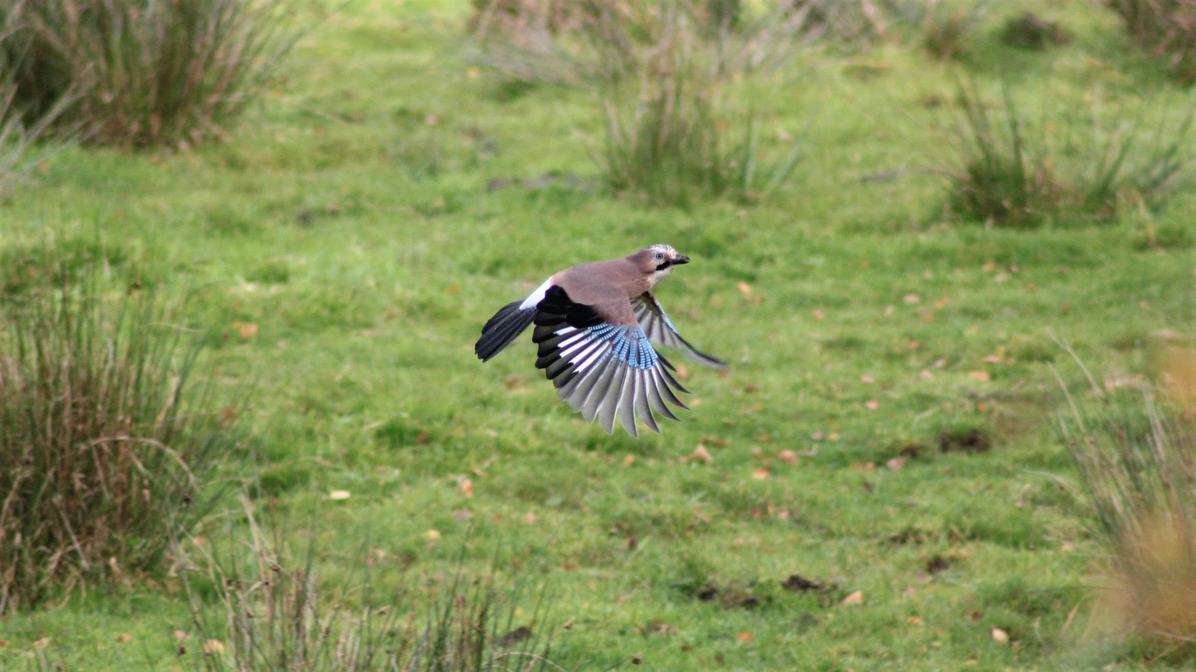 Jay by Lawton Walker