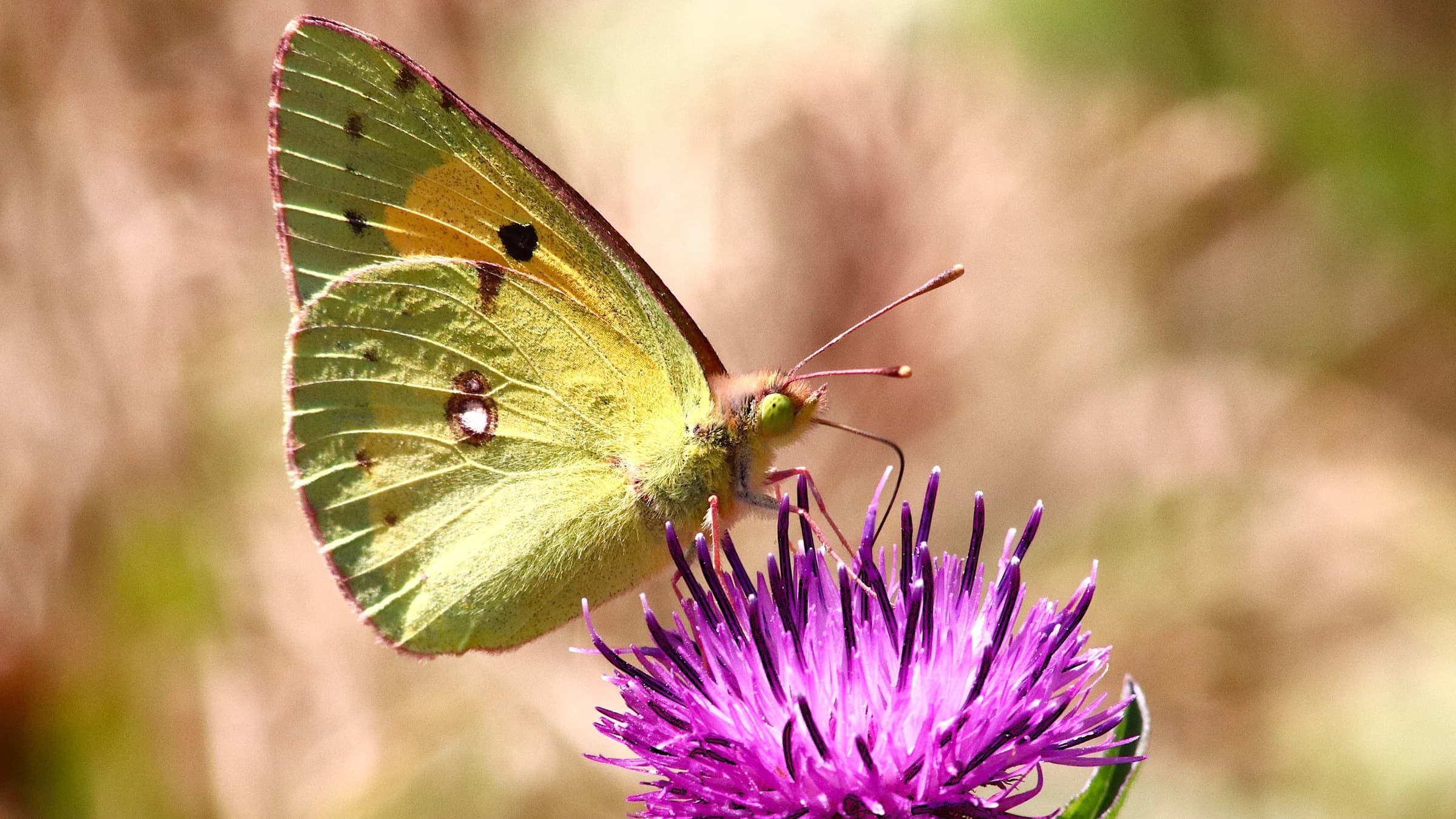 Clouded Yellow by Lawton Walker