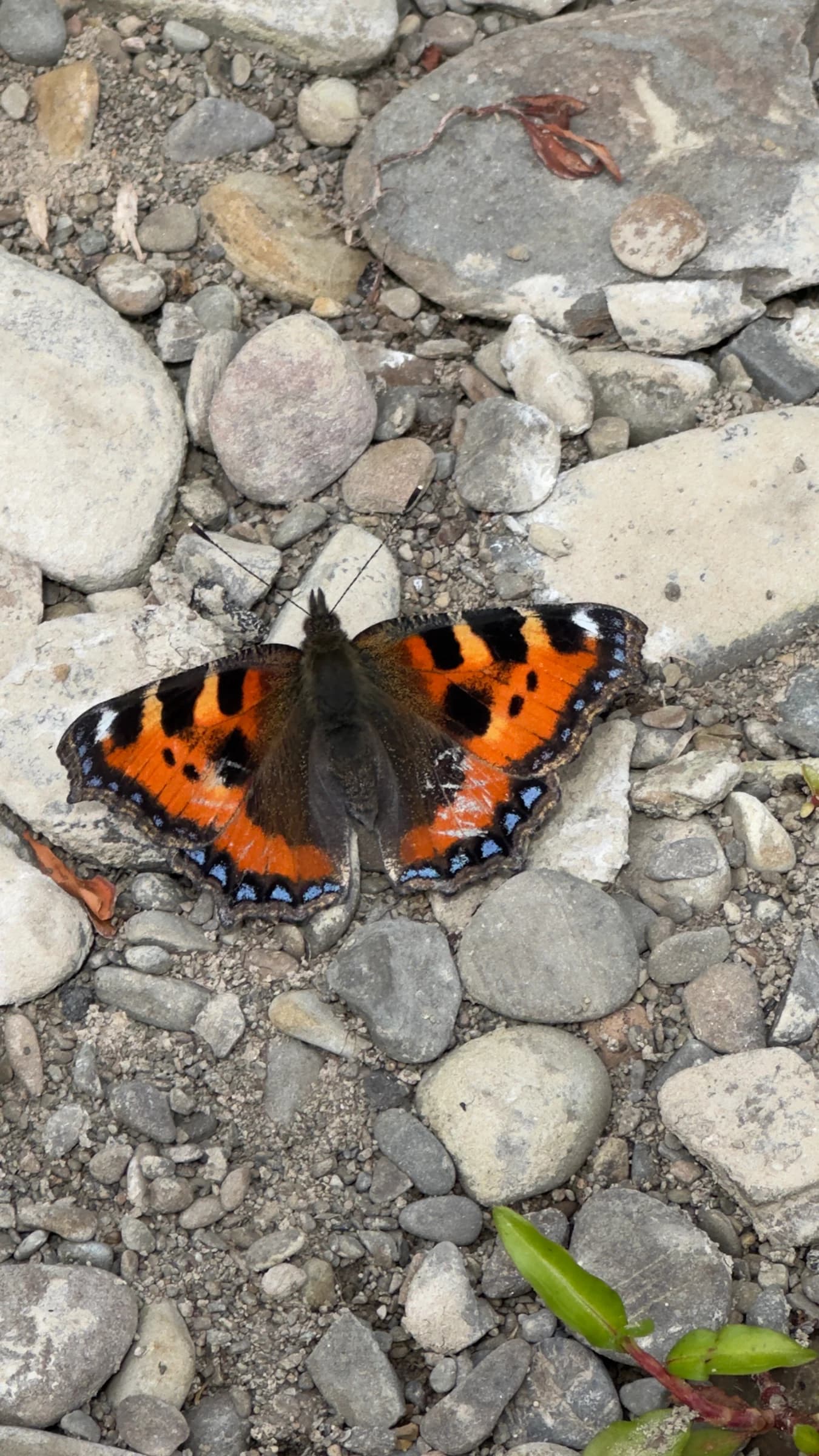 Small Tortoiseshell by Joe Biz
