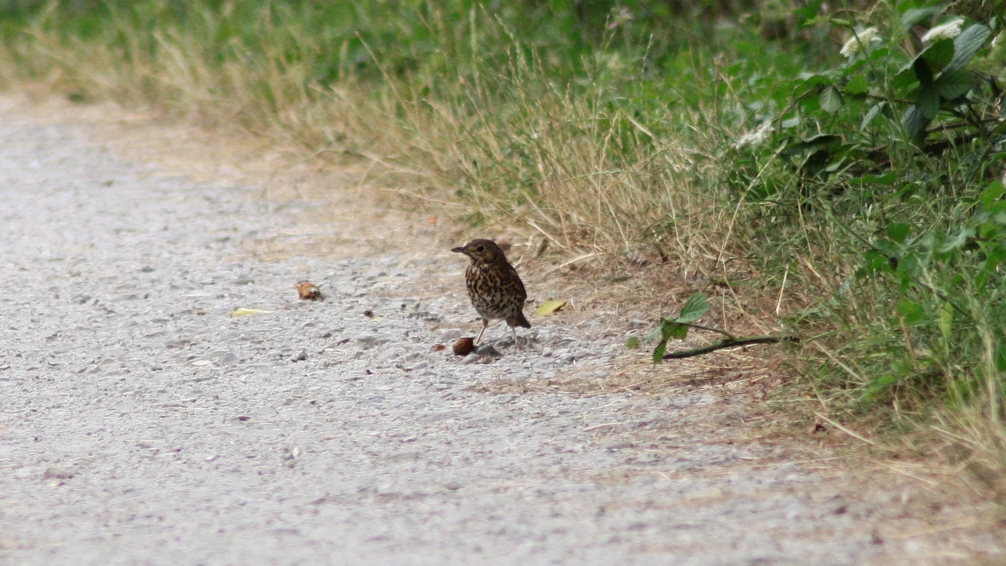 Song Thrush by Lawton Walker