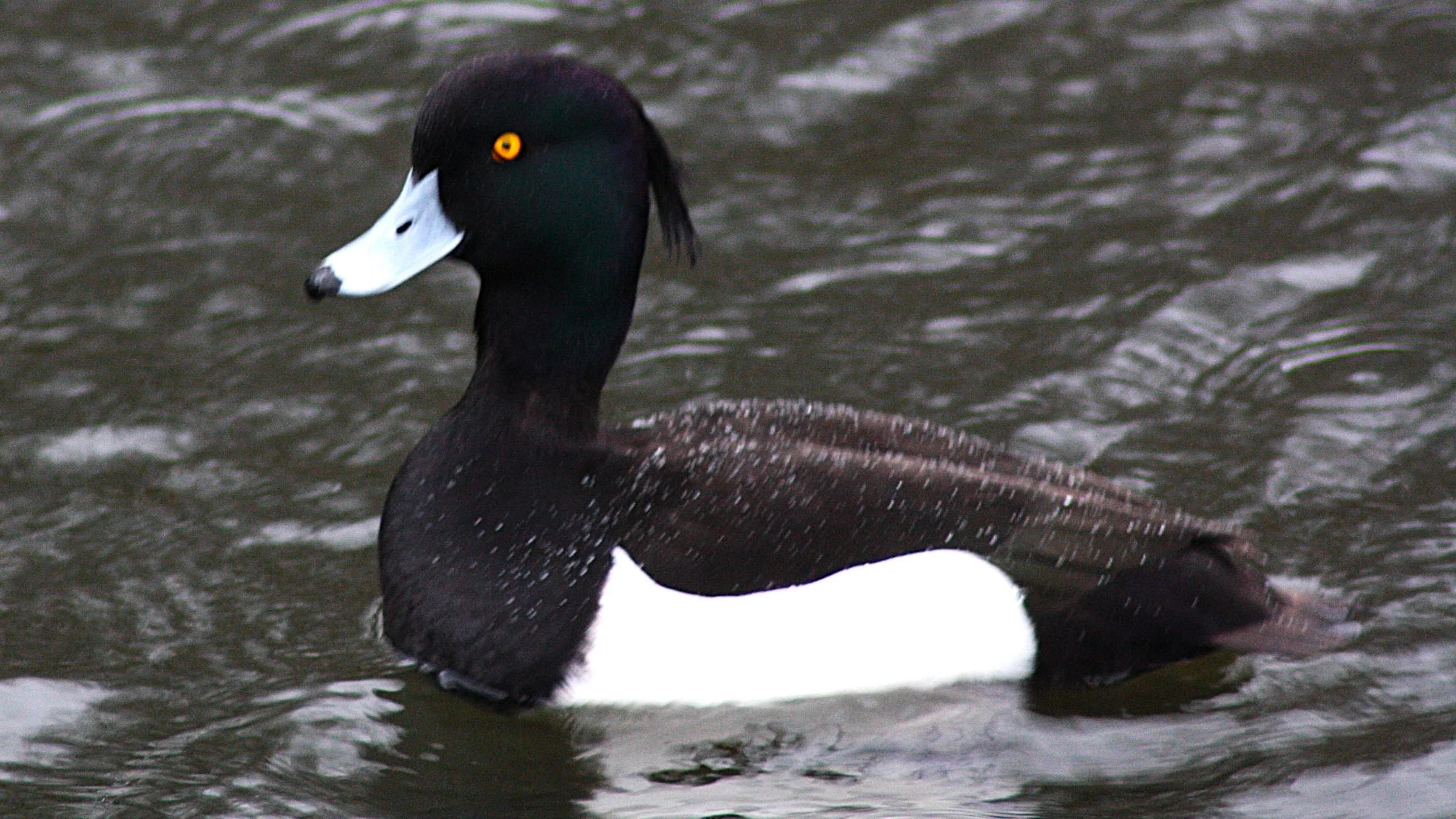 Tufted Duck by Lawton Walker