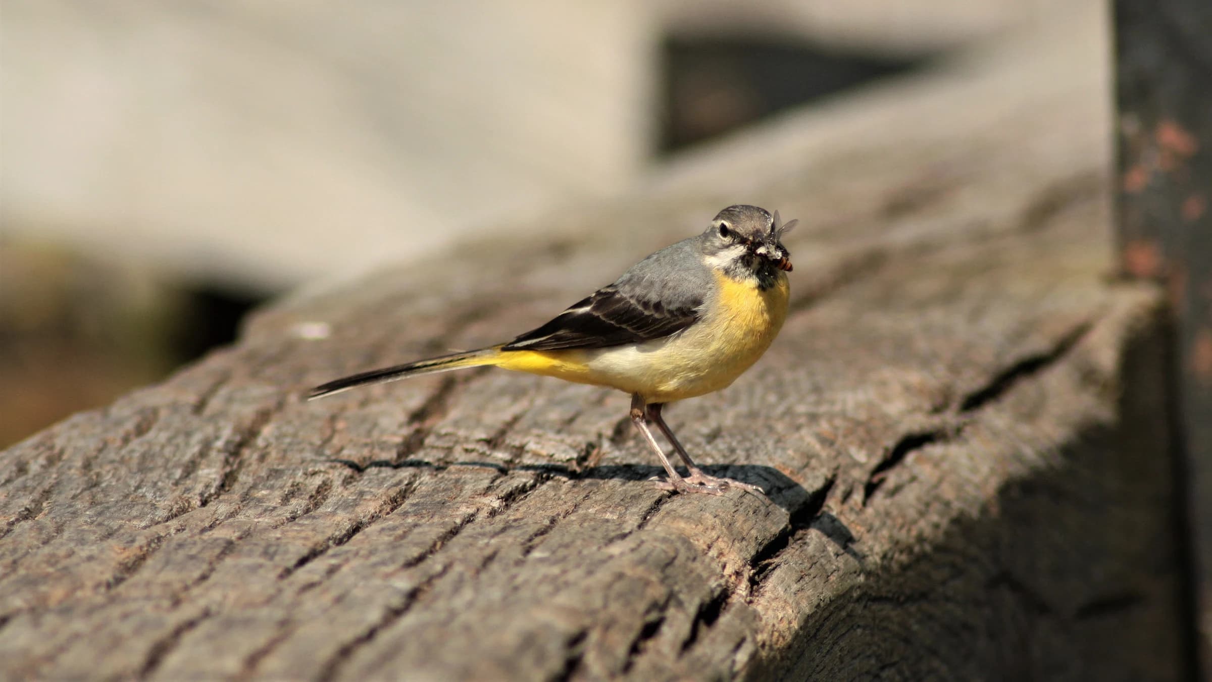 Grey Wagtail by Lawton Walker