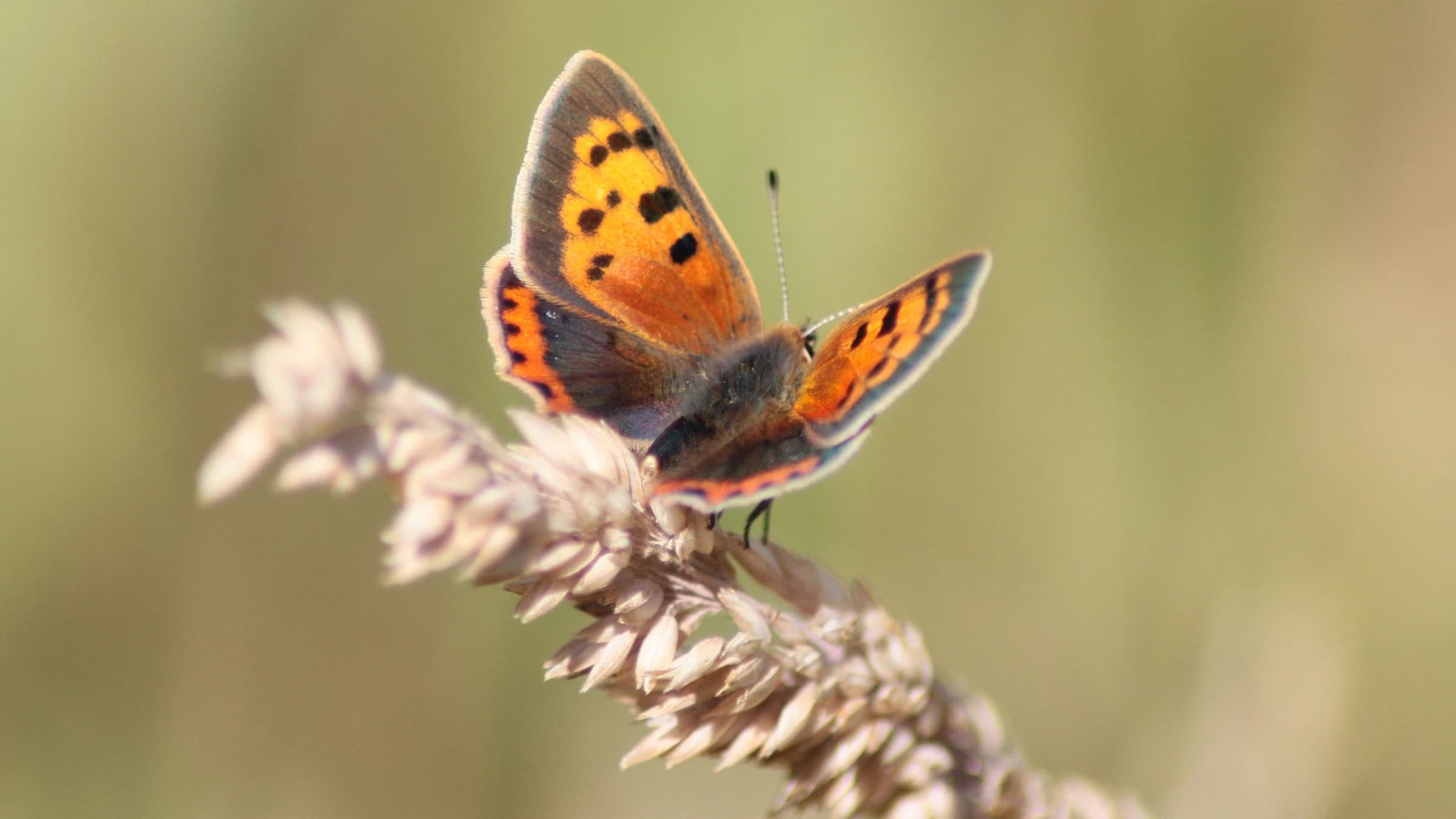 Small Copper by Lawton Walker