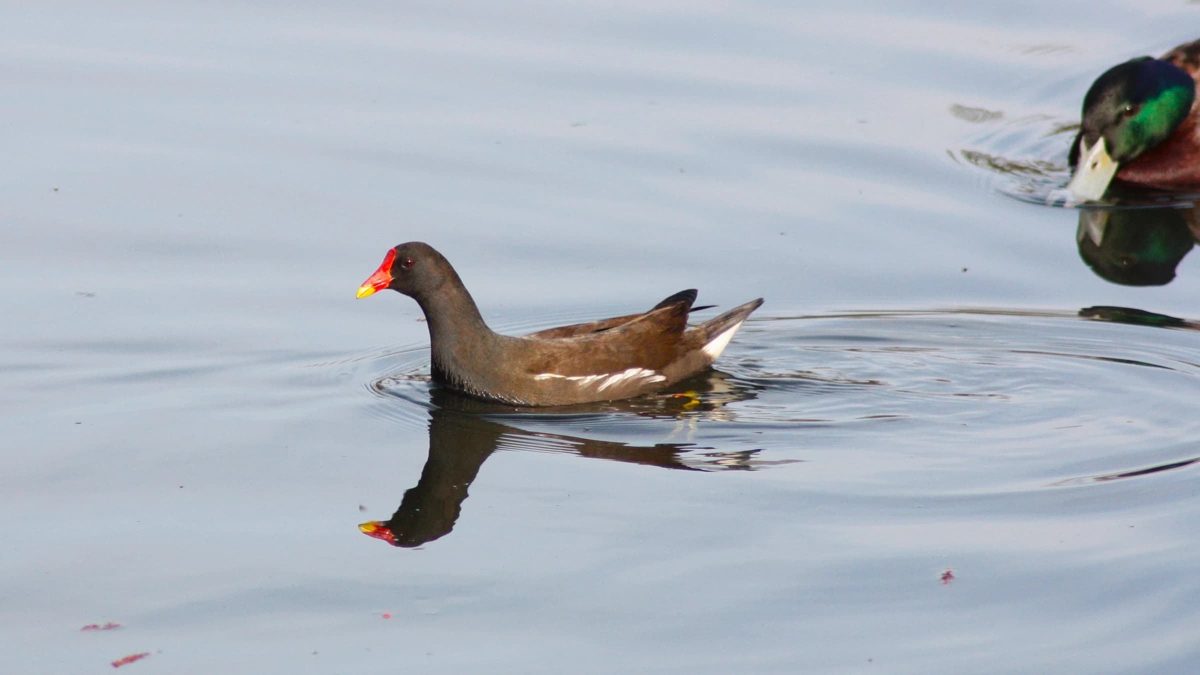 Moorhen by Lawton Walker