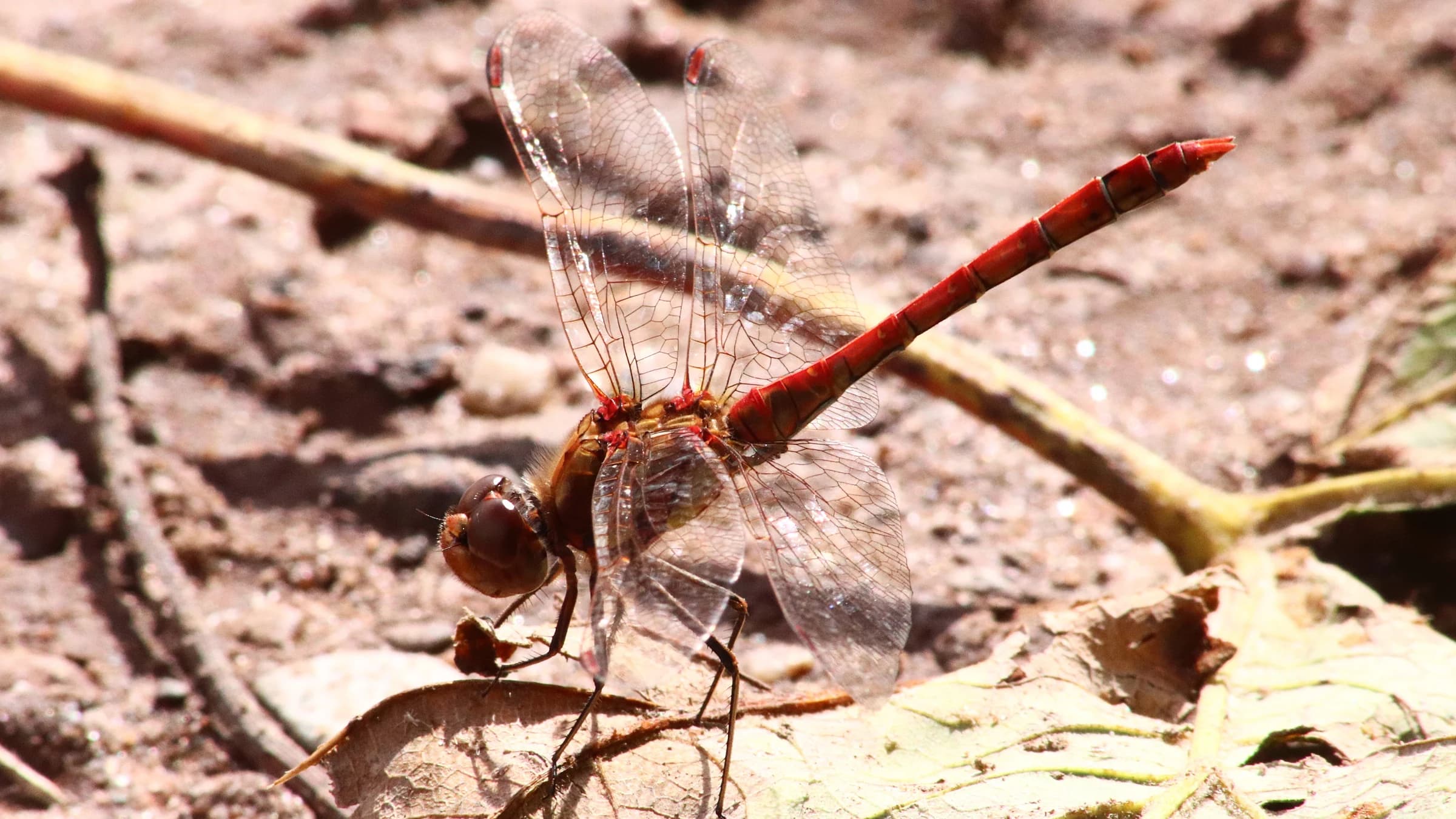 Common Darter by Lawton Walker