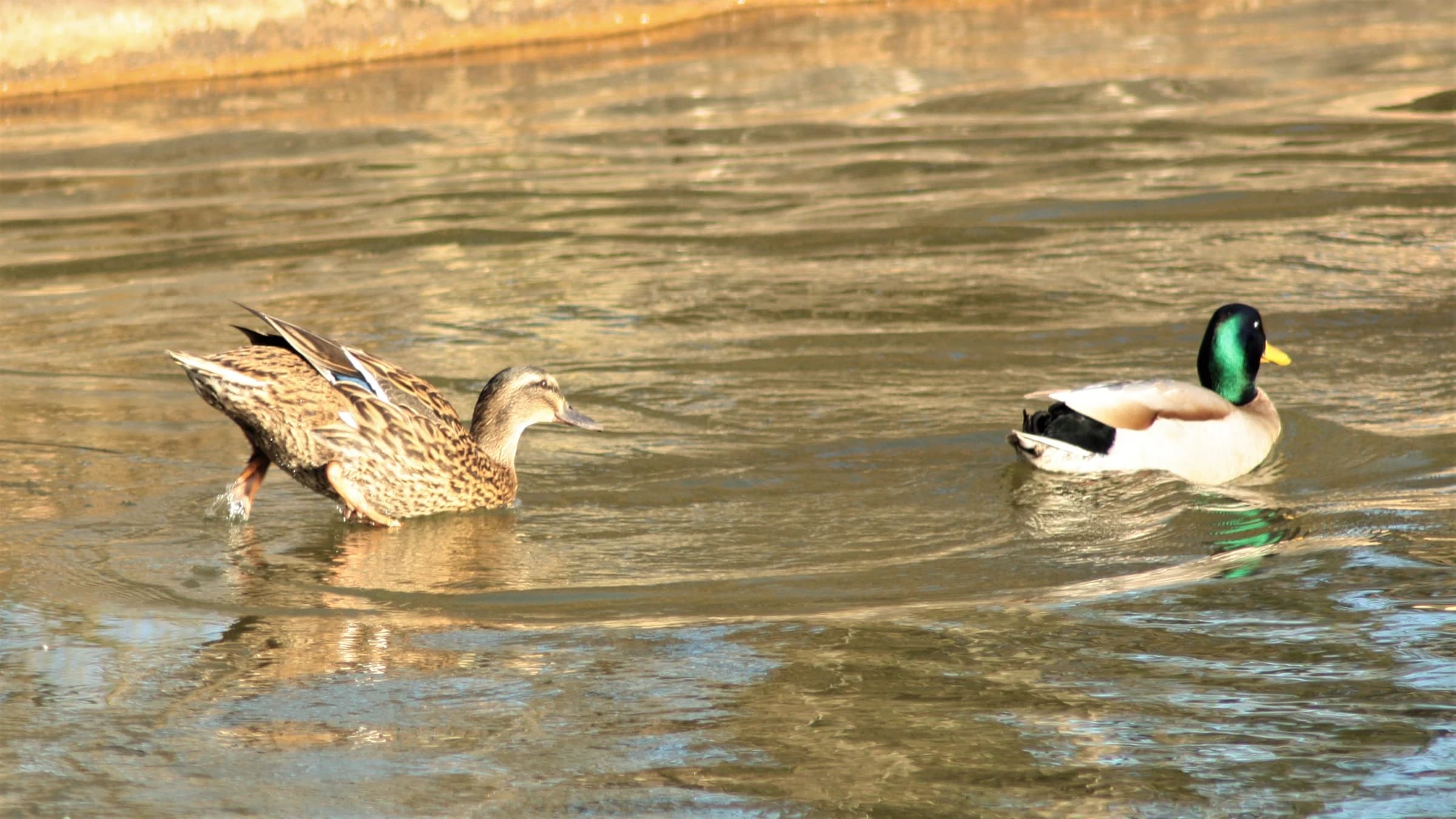 Mallard by Lawton Walker