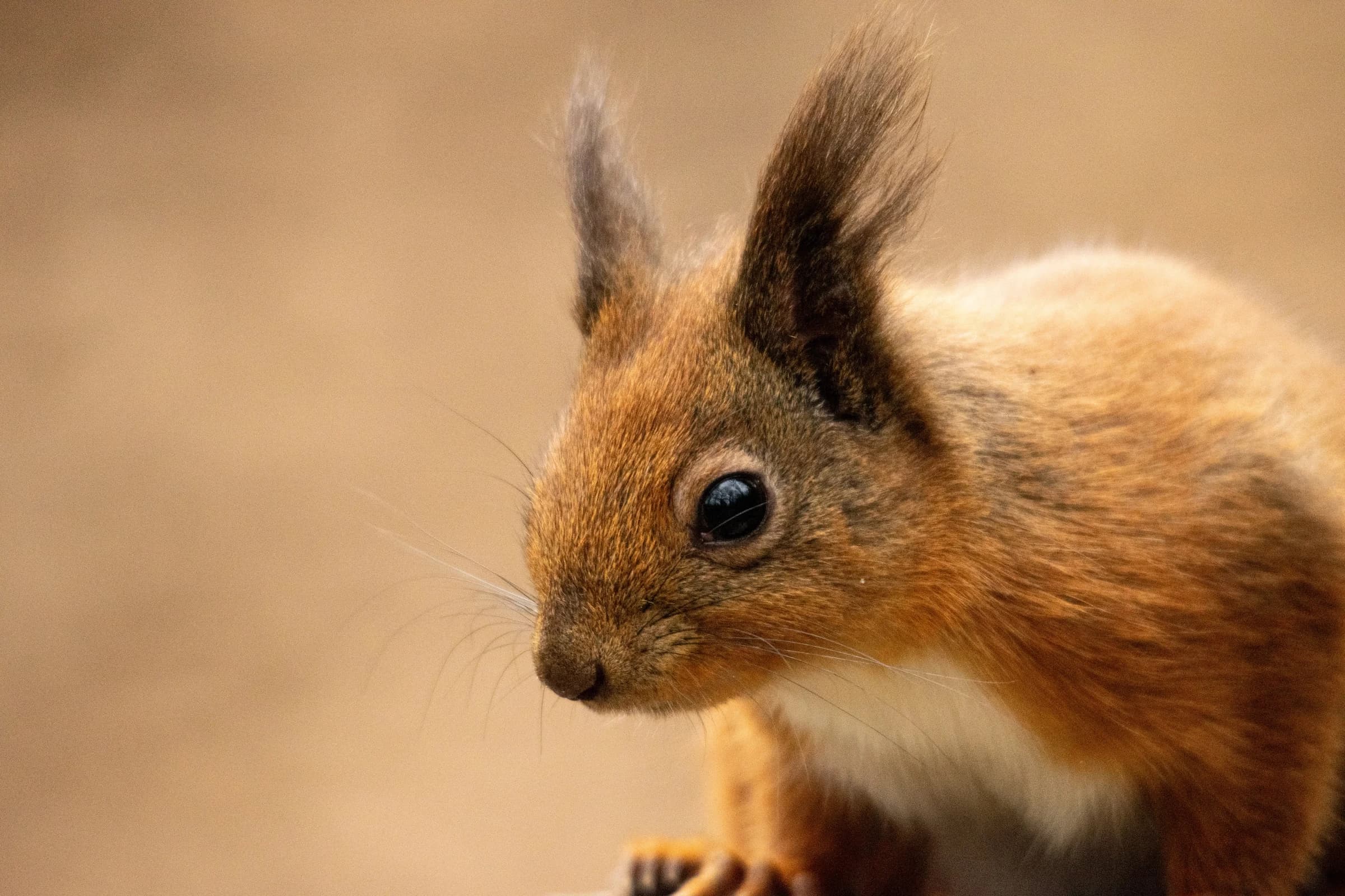 Red Squirrel by Chloe Woodhouse