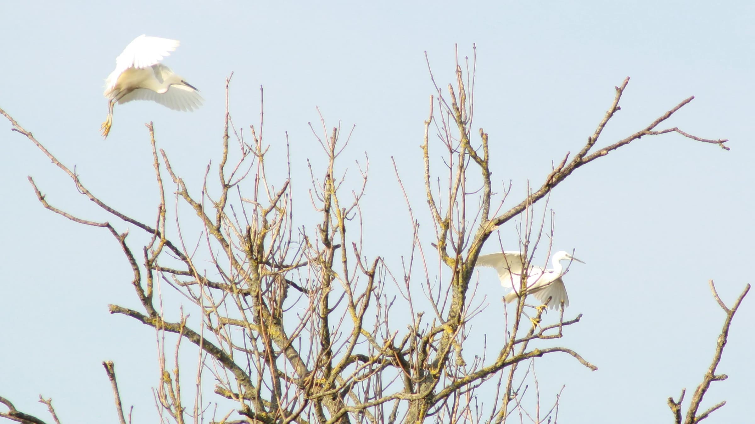 Little Egret by Lawton Walker