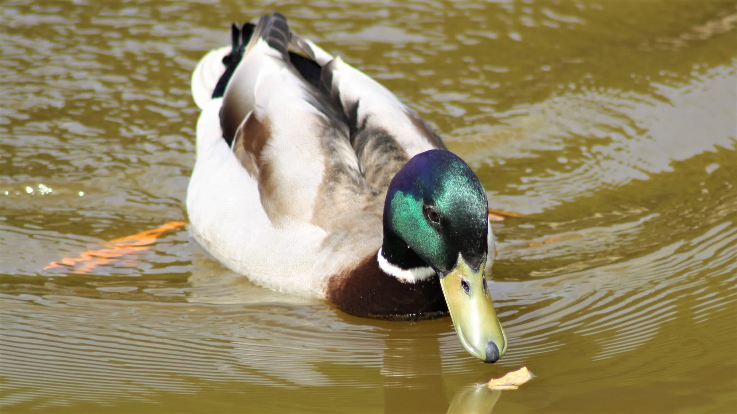 Mallard by Lawton Walker