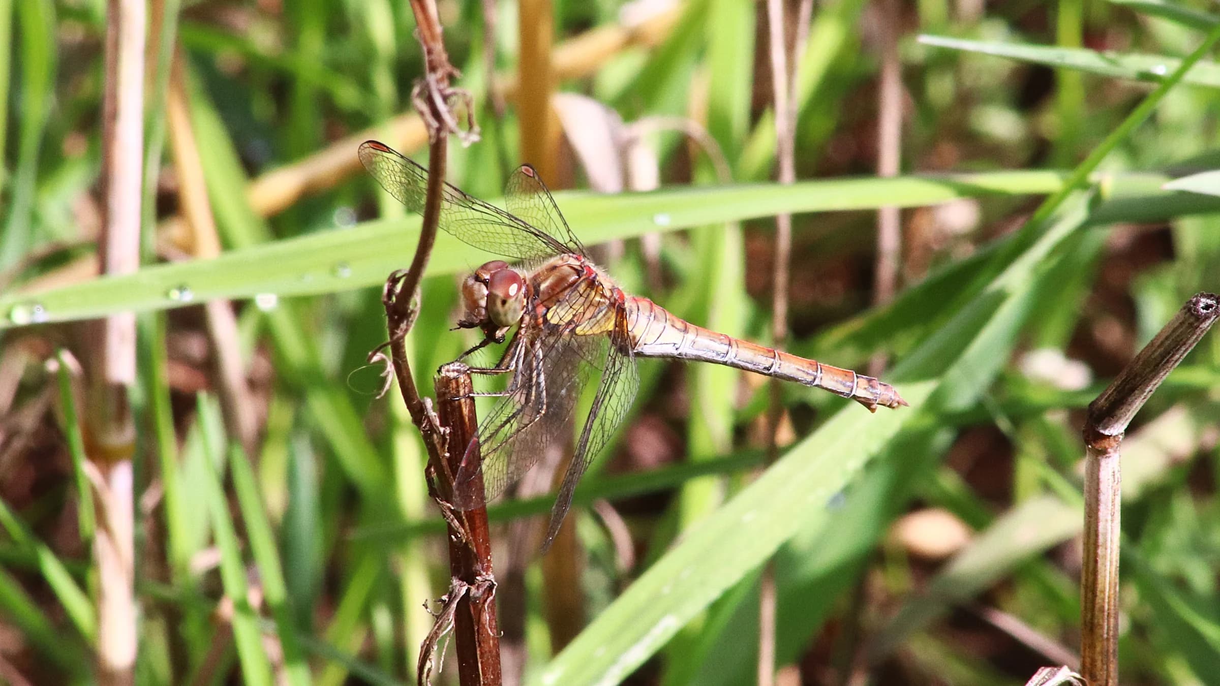 Common Darter by Lawton Walker