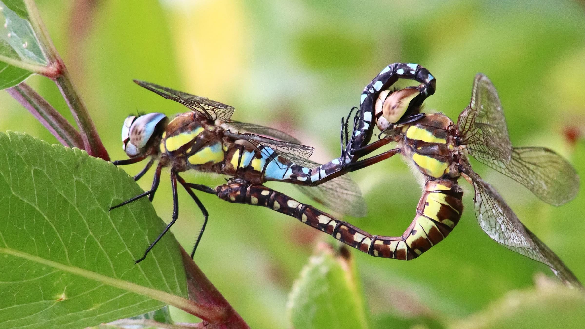 Migrant Hawker by Lawton Walker