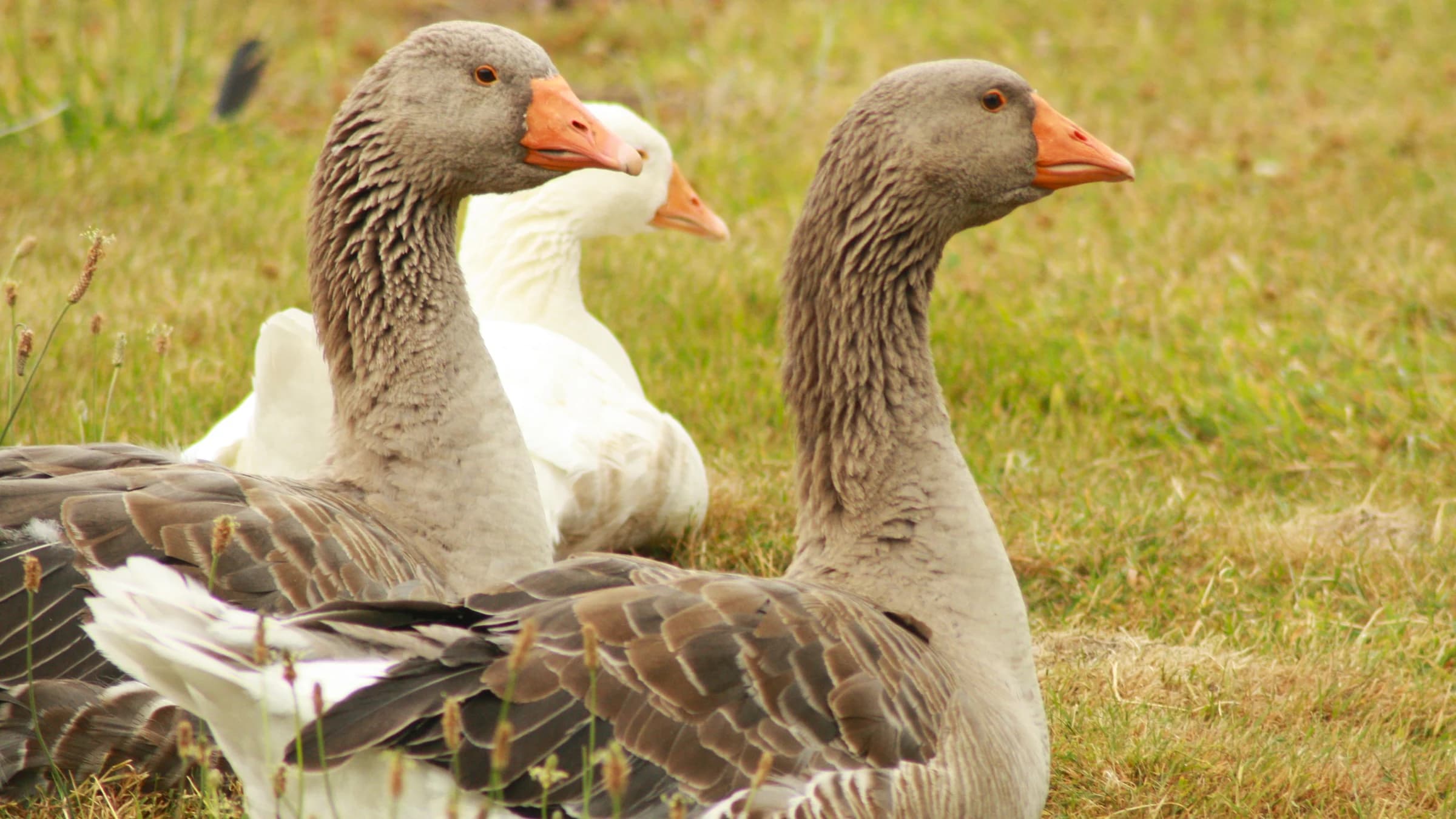 Greylag Goose by Lawton Walker