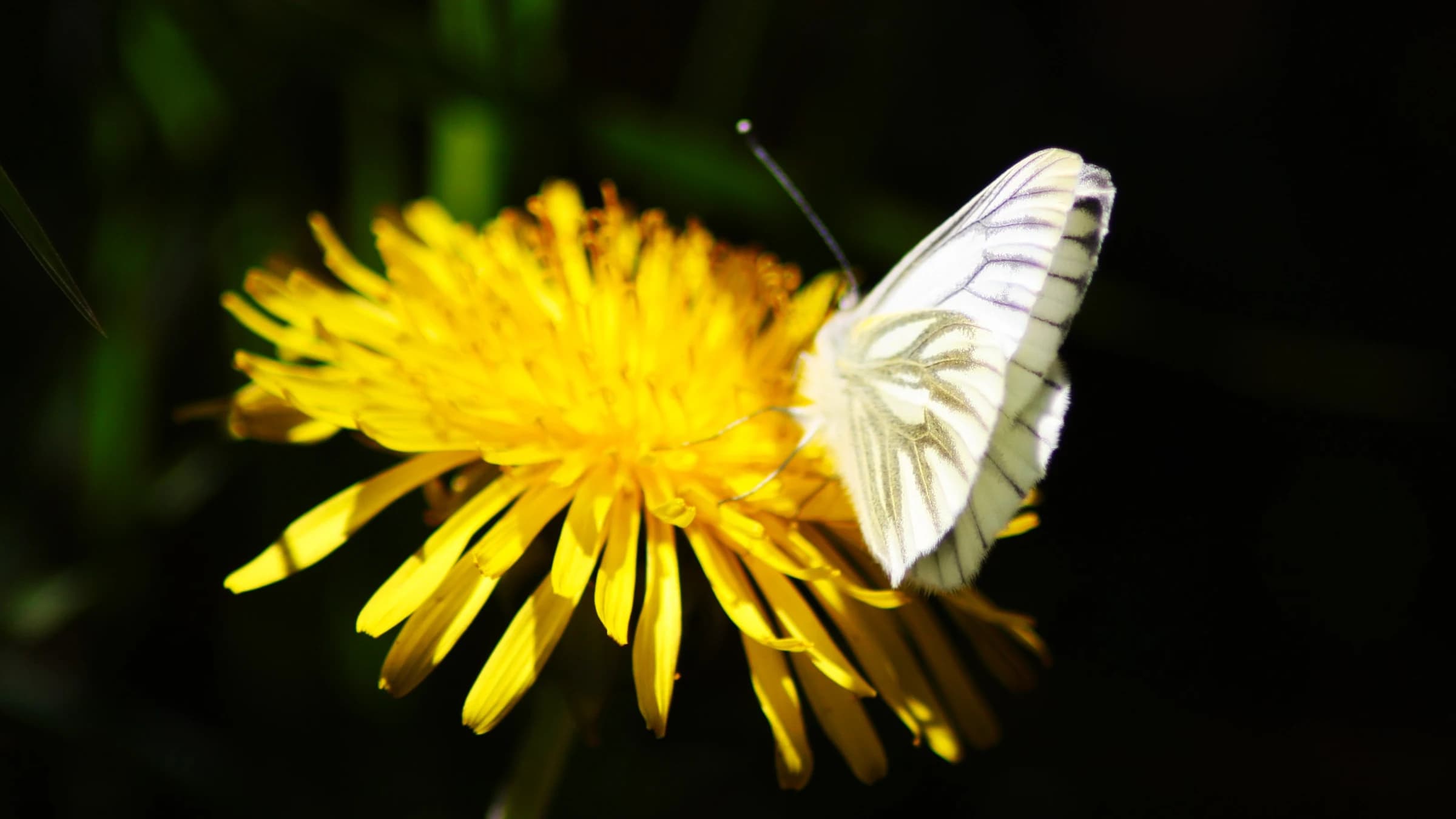 Green-veined White by Lawton Walker