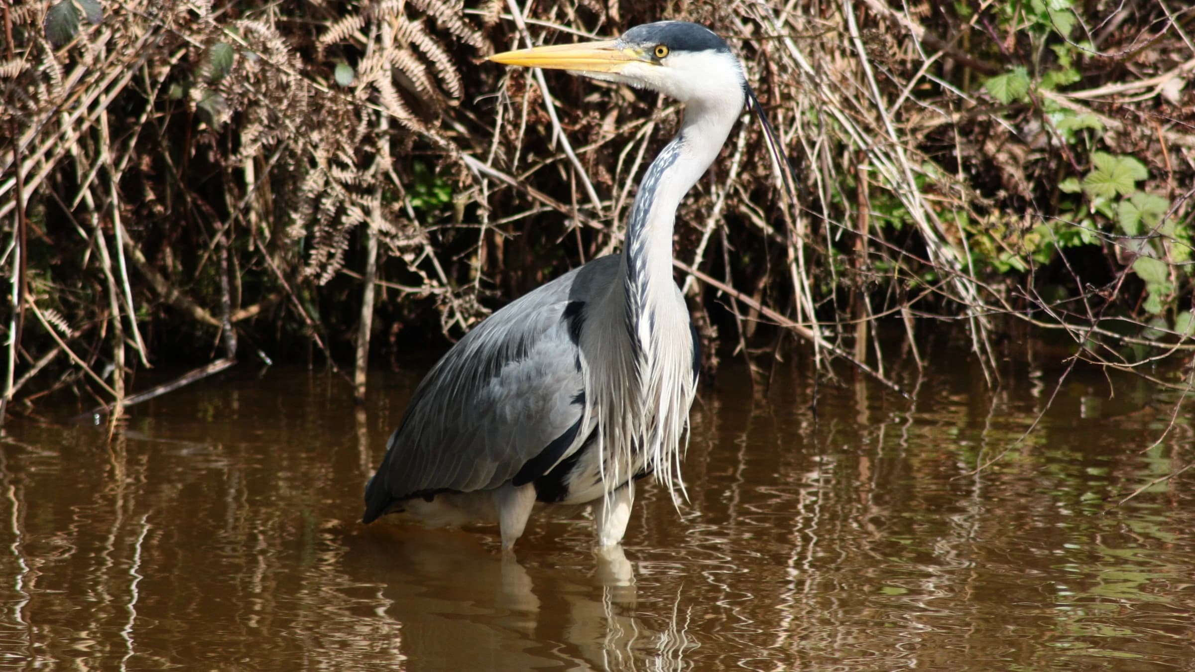 Grey Heron by Lawton Walker