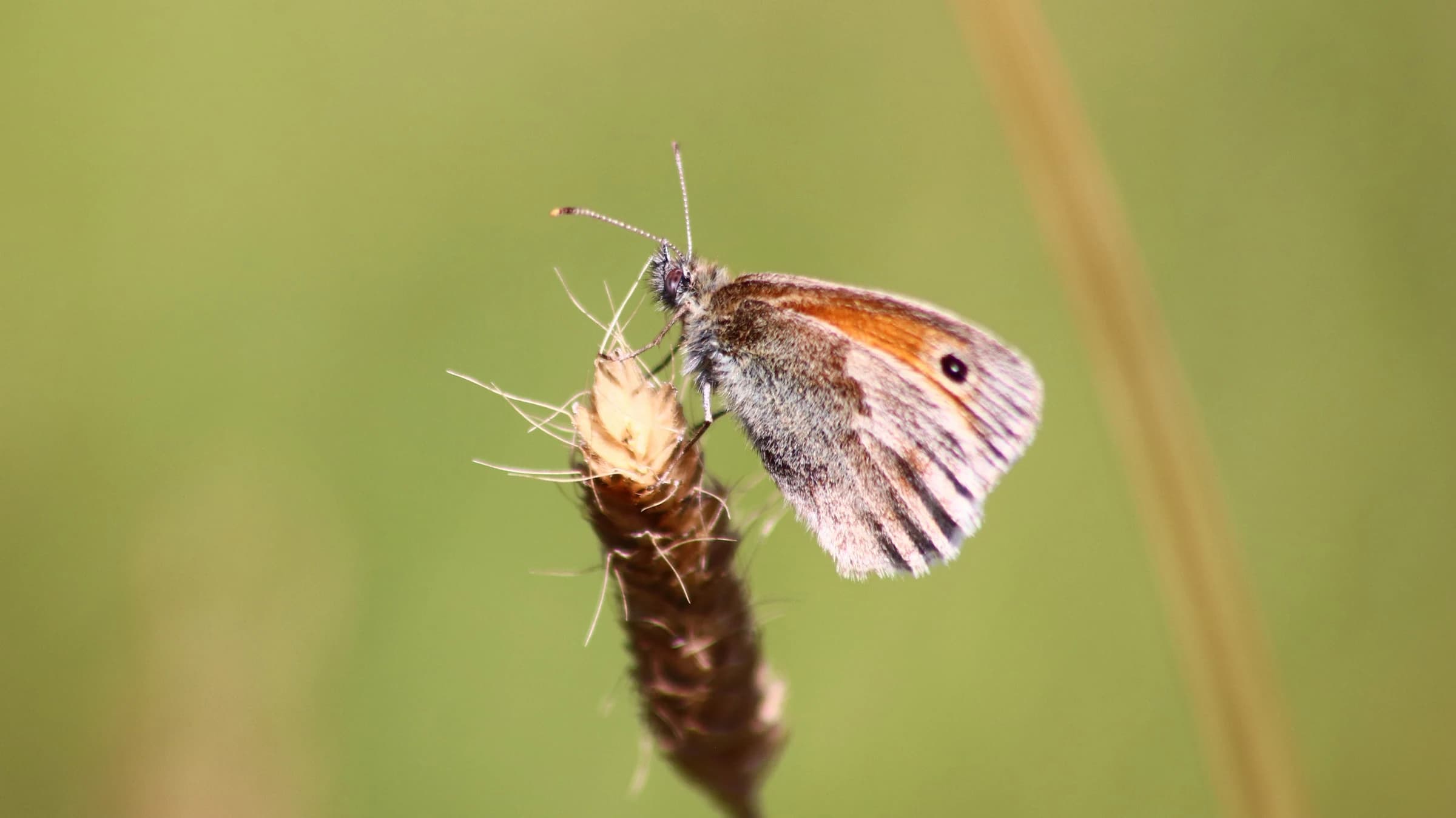 Small Heath by Lawton Walker